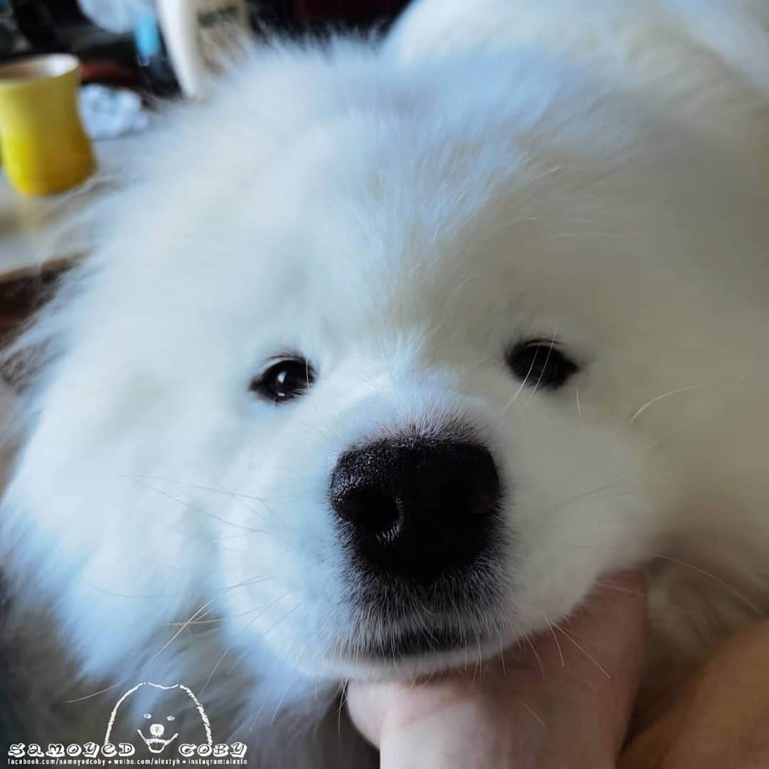 Alex Toのインスタグラム：「☺️☺️☺️ #cute #dog #doglover #dogsofinstagram #dogoftheday #dogofthedayjp #dogstagram #fluffy #hkig #hongkong #ilovemydog #instadog #instagood #instamood #instagraphy #instapic #samoyedoninstagram #pet #petlovers #petsofinstagram #petstagram #photooftheday #puppy #pupsofinstagram #samoyed #samoyedsofinstagram #webstagram #犬 #サモエド」