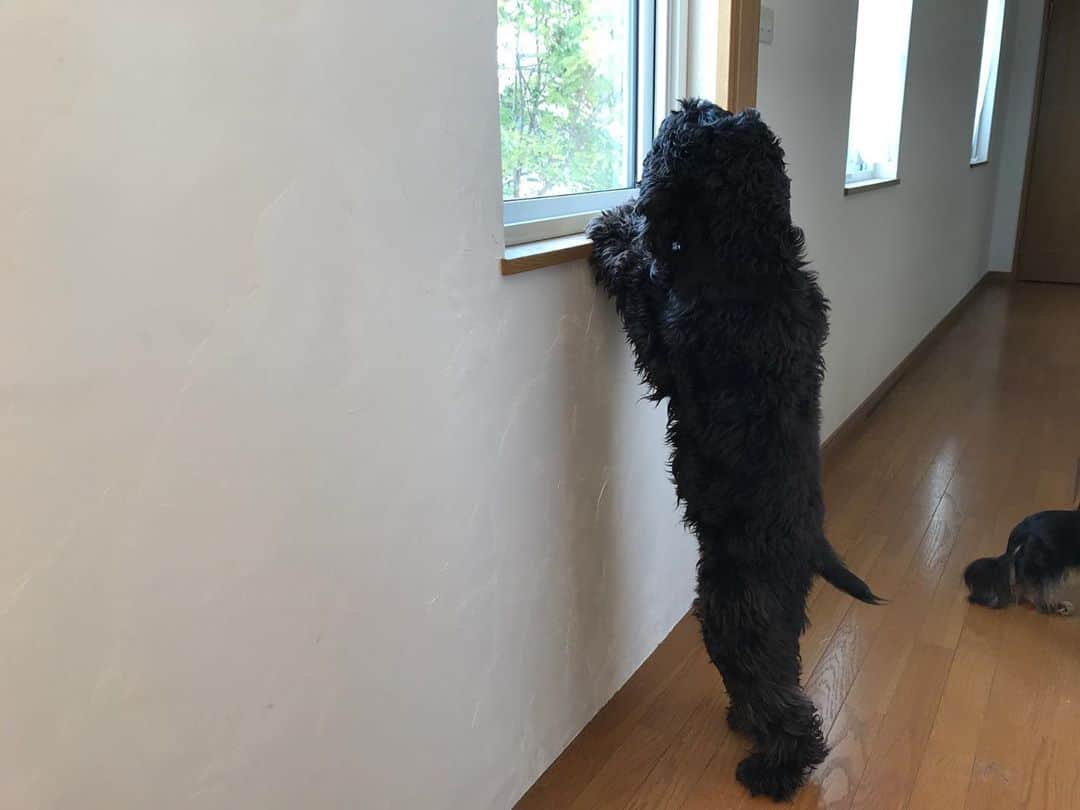 ともさんのインスタグラム写真 - (ともInstagram)「二階の窓から外を確認しているルッちん😂背筋ピーン✨ * #人間か　#イングリッシュコッカースパニエル　#ルッちん3歳　#englishcockerspaniel  #japan」11月12日 14時34分 - tomowithdog