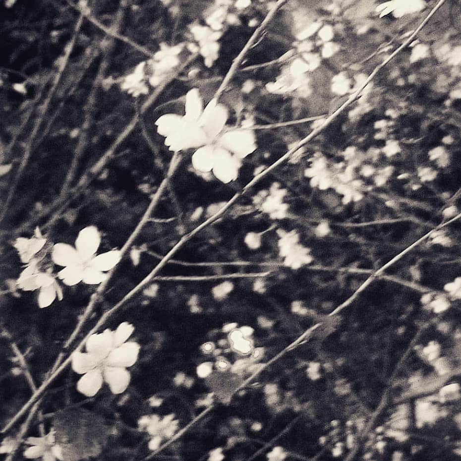 前田真里さんのインスタグラム写真 - (前田真里Instagram)「#ジュウガツザクラ #夜桜 #autumn #cherryblossom #streetphotography #welcometotokyo  #japan #ginza #neon #street #tokyo #monochrome」11月12日 14時36分 - maedamari