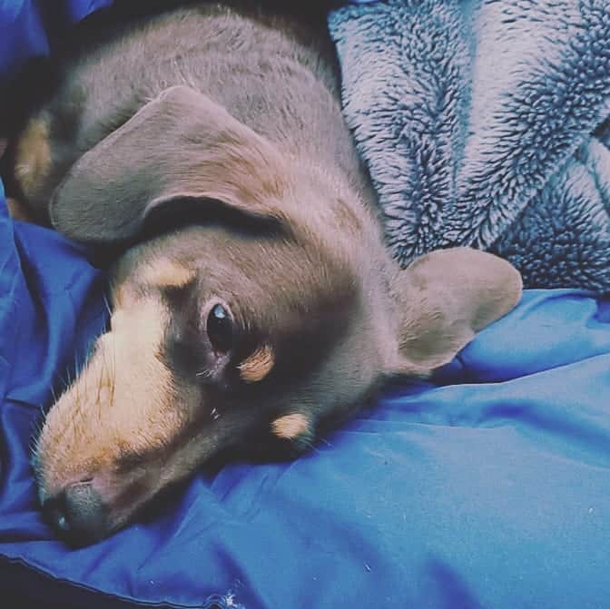 海老澤健次さんのインスタグラム写真 - (海老澤健次Instagram)「今日も元気にいきやすか。 しかしよく眠るなぁ。 安心してることはいいことだ！  #海老澤健次  #キャリー #安心 #ダックス #dog  #犬 #愛犬」11月12日 14時47分 - ebisawa_kenji
