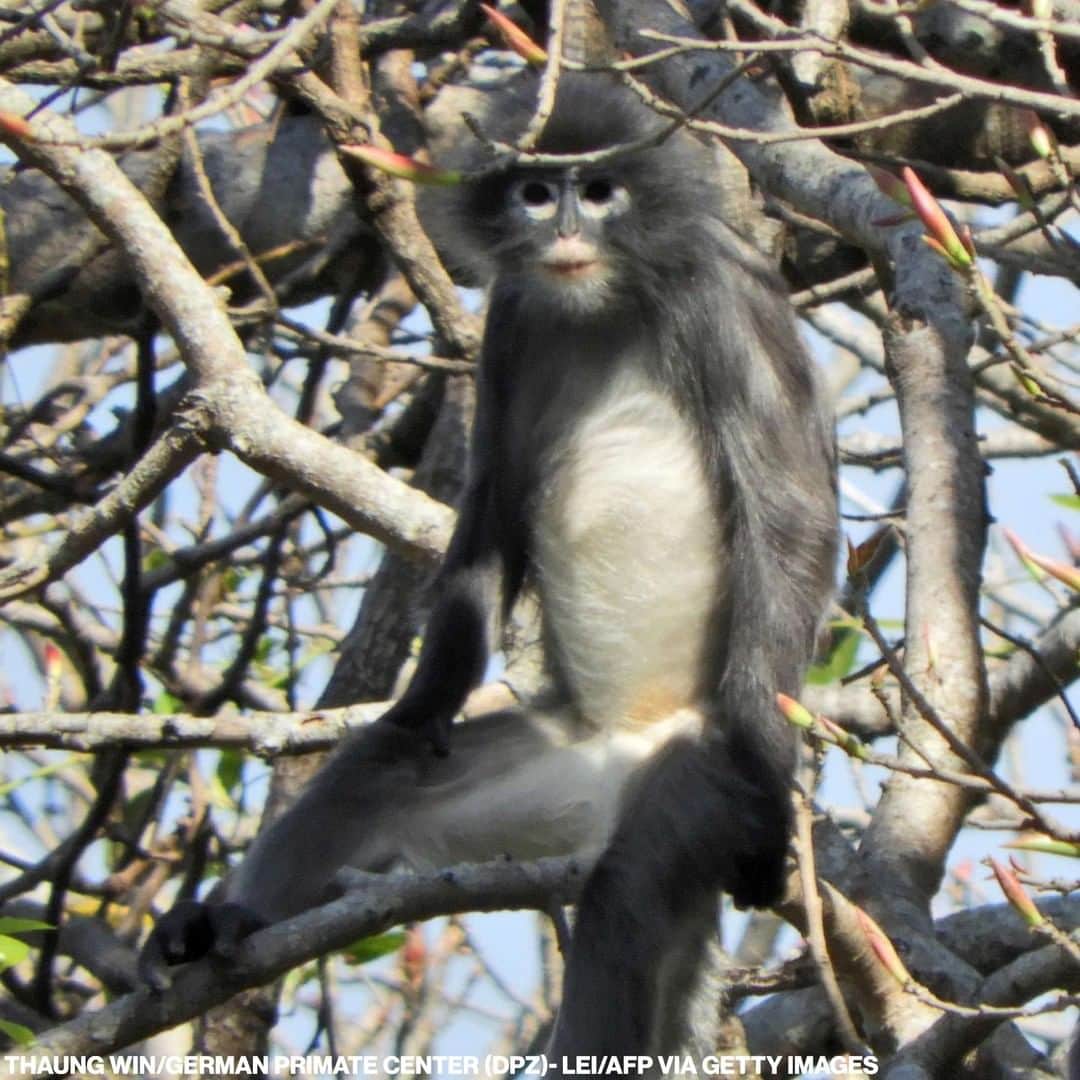 ABC Newsさんのインスタグラム写真 - (ABC NewsInstagram)「Scientists say they've identified a new species of monkeys in Southeast Asia: Introducing the 𝘗𝘰𝘱𝘢 𝘭𝘢𝘯𝘨𝘶𝘳. READ MORE AT LINK IN BIO.」11月12日 14時50分 - abcnews