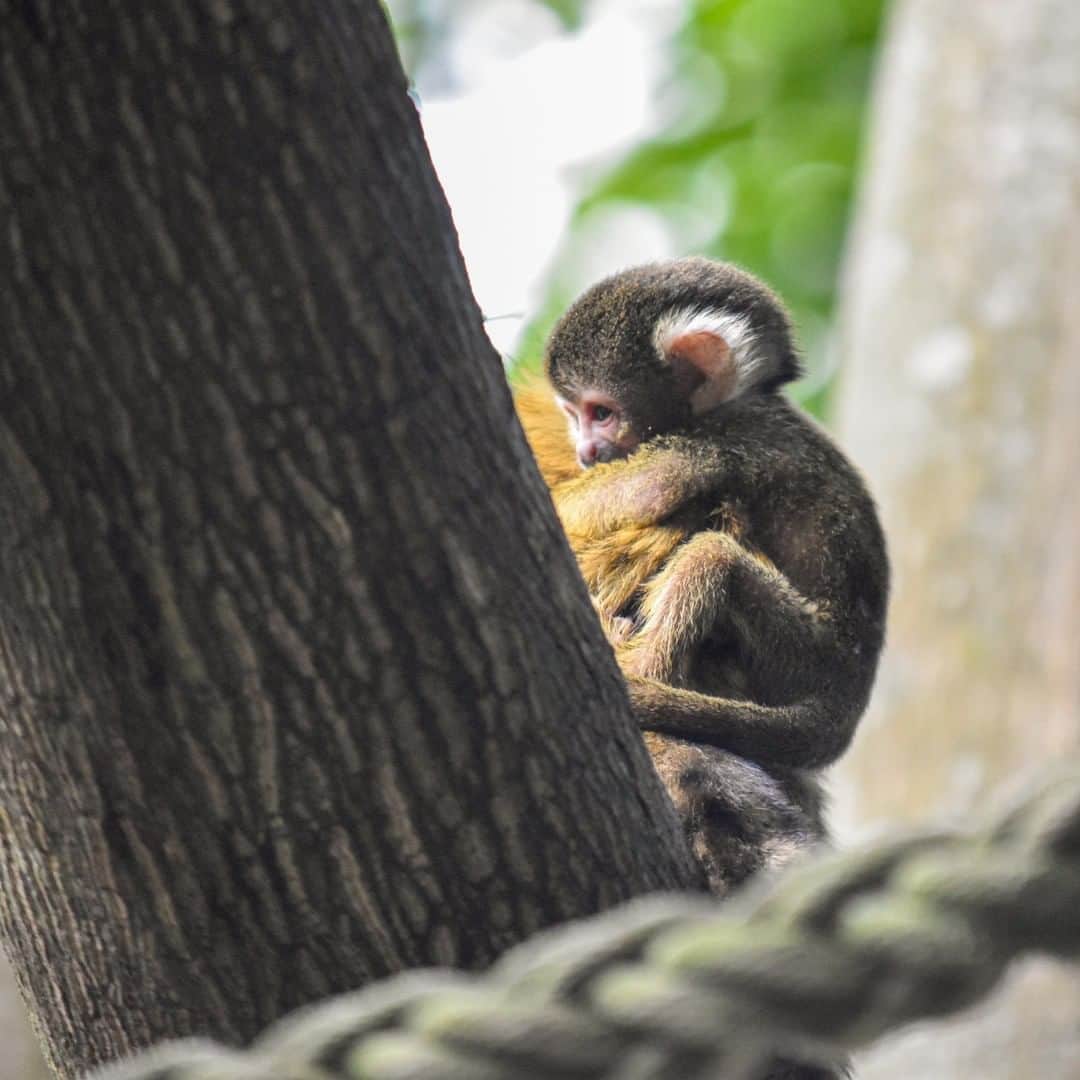 タロンガ動物園さんのインスタグラム写真 - (タロンガ動物園Instagram)「Why hello little one 🥰  Thankyou Keeper Lauren for this incredible shot of one of our three squirrel monkey babies!  #forthewild」11月12日 15時00分 - tarongazoo