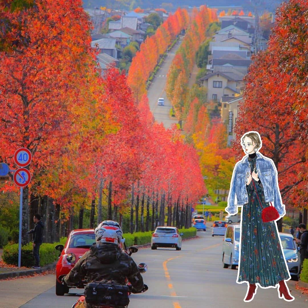 TNQL-テンキュール-のインスタグラム：「京都・滋賀を中心に素敵な風景を投稿している @mr.m_kyoto さんが11月3日の京都市西京区、桂坂地域のモミジバフウの並木道をご紹介。 全長2キロの並木通りが美しく紅葉されています🍁  デニムジャケットの青が紅葉の赤に映えます。#紅葉デート  #モミジバフウの紅葉  #tnql #京都 #紅葉 #コーディネート #おしゃれ #旅行コーデ #イラストレーターさんと繋がりたい #おしゃれさんと繋がりたい #旅行好きな人と繋がりたい」