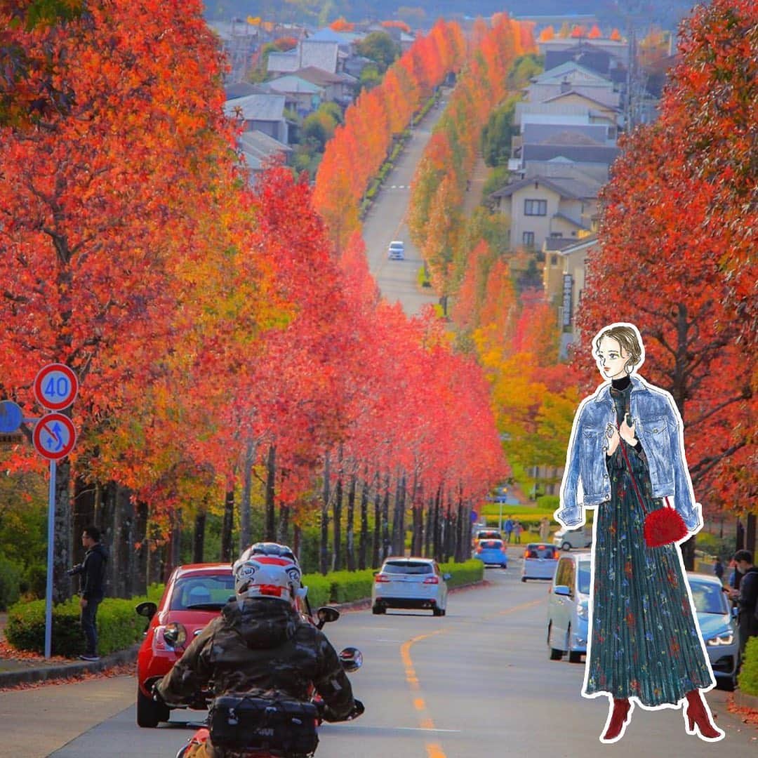 のインスタグラム：「京都・滋賀を中心に素敵な風景を投稿している @mr.m_kyoto さんが11月3日の京都市西京区、桂坂地域のモミジバフウの並木道をご紹介。 全長2キロの並木通りが美しく紅葉されています🍁  デニムジャケットの青が紅葉の赤に映えます。#紅葉デート  #モミジバフウの紅葉  #tnql #京都 #紅葉 #コーディネート #おしゃれ #旅行コーデ #イラストレーターさんと繋がりたい #おしゃれさんと繋がりたい #旅行好きな人と繋がりたい」