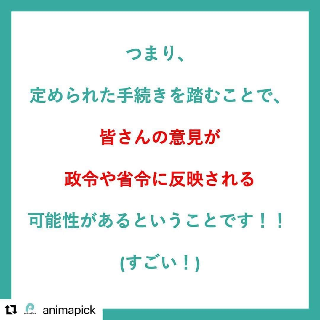 二階堂ふみさんのインスタグラム写真 - (二階堂ふみInstagram)「AnimaPickさん @animapick  の投稿をリポストさせていただきます！ とてもわかりやすいです🐣！ ありがとうございます！！  #Repost @animapick with @make_repost ・・・ 【パブコメとは！！】 何人かの方から「パブコメがそもそもなんなのかわからない！」という旨の連絡をいただきました💡  たしかにそれを説明してませんでした🙇🙇  そこで「そもそもパブコメが何かを知らないだけで、知ってもらえれば声を上げてくださる方はかなりの人数いらっしゃるのではないか！？」と考えました！  パブコメの締め切り間近のこの時期に「動物にとって優しい世界」を作るためにより多くの人に協力していただきたい、これを機に保護活動を多くの人に知ってもらいたいと思い、投稿しています✨✨  より良い世界を一緒に作りましょう🤲🤲  多くの方に知っていただけるようによろしければ拡散にご協力ください🙇  運営リーダー（ @shota__enomoto ） 開発リーダー（ @maruo_masataka ）  #動物保護 #保護犬を家族に迎えるという選択肢  #保護猫を飼おう  #保護動物 #保護活動 #動物保護活動 #殺処分ゼロ #AnimaPick」11月12日 15時40分 - fumi_nikaido