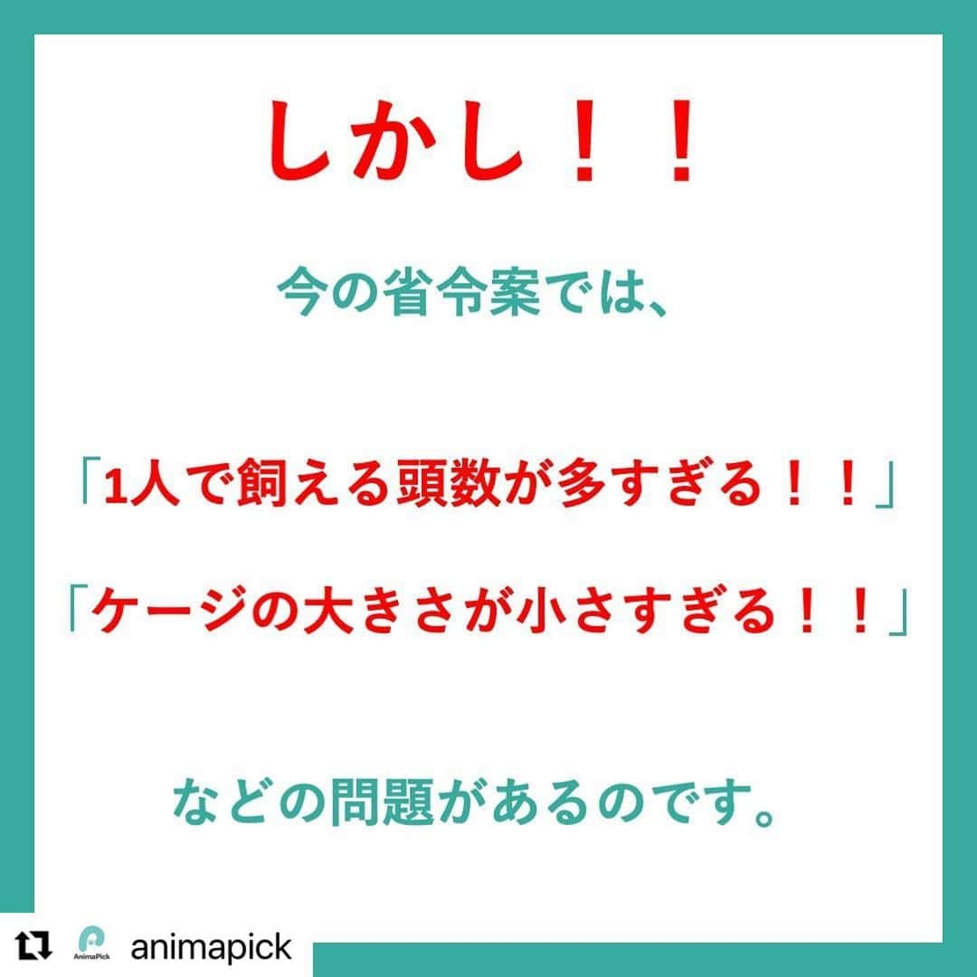 二階堂ふみさんのインスタグラム写真 - (二階堂ふみInstagram)「AnimaPickさん @animapick  の投稿をリポストさせていただきます！ とてもわかりやすいです🐣！ ありがとうございます！！  #Repost @animapick with @make_repost ・・・ 【パブコメとは！！】 何人かの方から「パブコメがそもそもなんなのかわからない！」という旨の連絡をいただきました💡  たしかにそれを説明してませんでした🙇🙇  そこで「そもそもパブコメが何かを知らないだけで、知ってもらえれば声を上げてくださる方はかなりの人数いらっしゃるのではないか！？」と考えました！  パブコメの締め切り間近のこの時期に「動物にとって優しい世界」を作るためにより多くの人に協力していただきたい、これを機に保護活動を多くの人に知ってもらいたいと思い、投稿しています✨✨  より良い世界を一緒に作りましょう🤲🤲  多くの方に知っていただけるようによろしければ拡散にご協力ください🙇  運営リーダー（ @shota__enomoto ） 開発リーダー（ @maruo_masataka ）  #動物保護 #保護犬を家族に迎えるという選択肢  #保護猫を飼おう  #保護動物 #保護活動 #動物保護活動 #殺処分ゼロ #AnimaPick」11月12日 15時40分 - fumi_nikaido