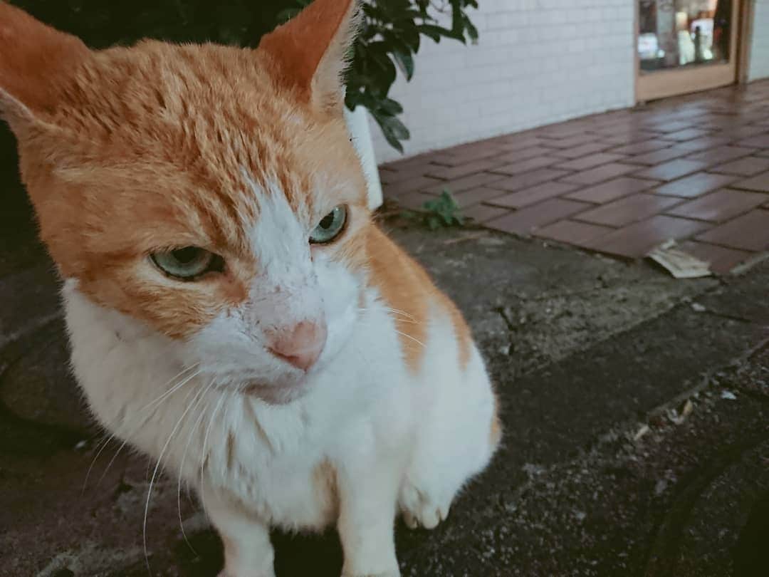 熊本アイさんのインスタグラム写真 - (熊本アイInstagram)「(*ΦωΦ*)  #cat #catsofinstagram #ねこ #ねこ部 #yokohama #横浜 #中華街」11月12日 15時50分 - eye.1010