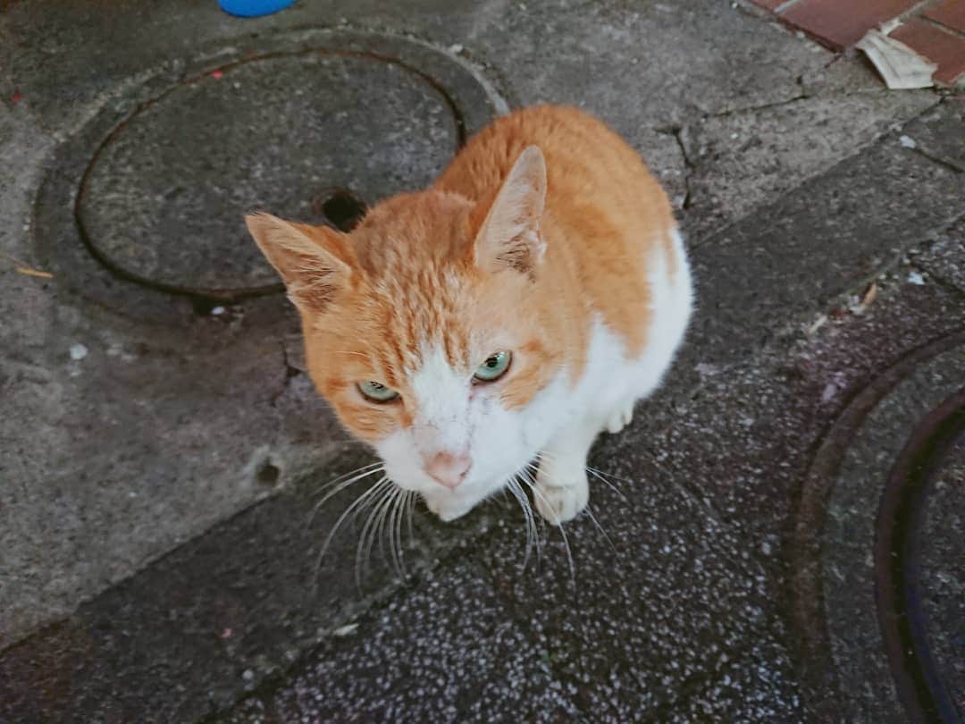 熊本アイさんのインスタグラム写真 - (熊本アイInstagram)「(*ΦωΦ*)  #cat #catsofinstagram #ねこ #ねこ部 #yokohama #横浜 #中華街」11月12日 15時50分 - eye.1010