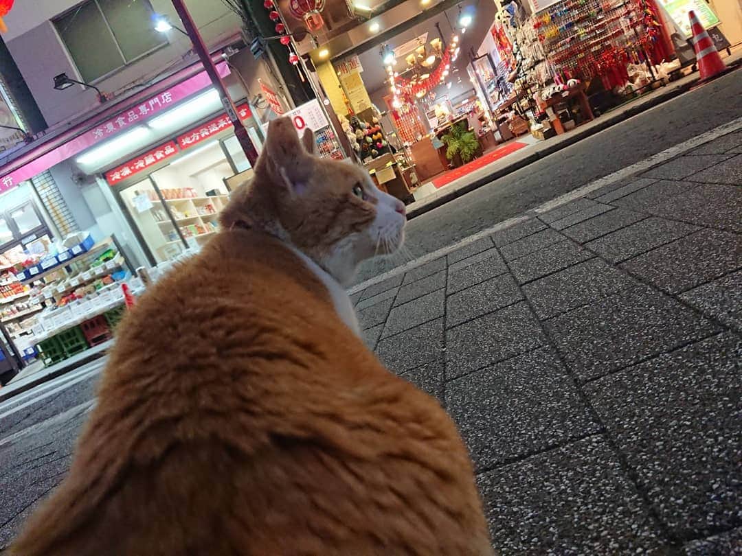熊本アイさんのインスタグラム写真 - (熊本アイInstagram)「(*ΦωΦ*)  #cat #catsofinstagram #ねこ #ねこ部 #yokohama #横浜 #中華街」11月12日 15時50分 - eye.1010