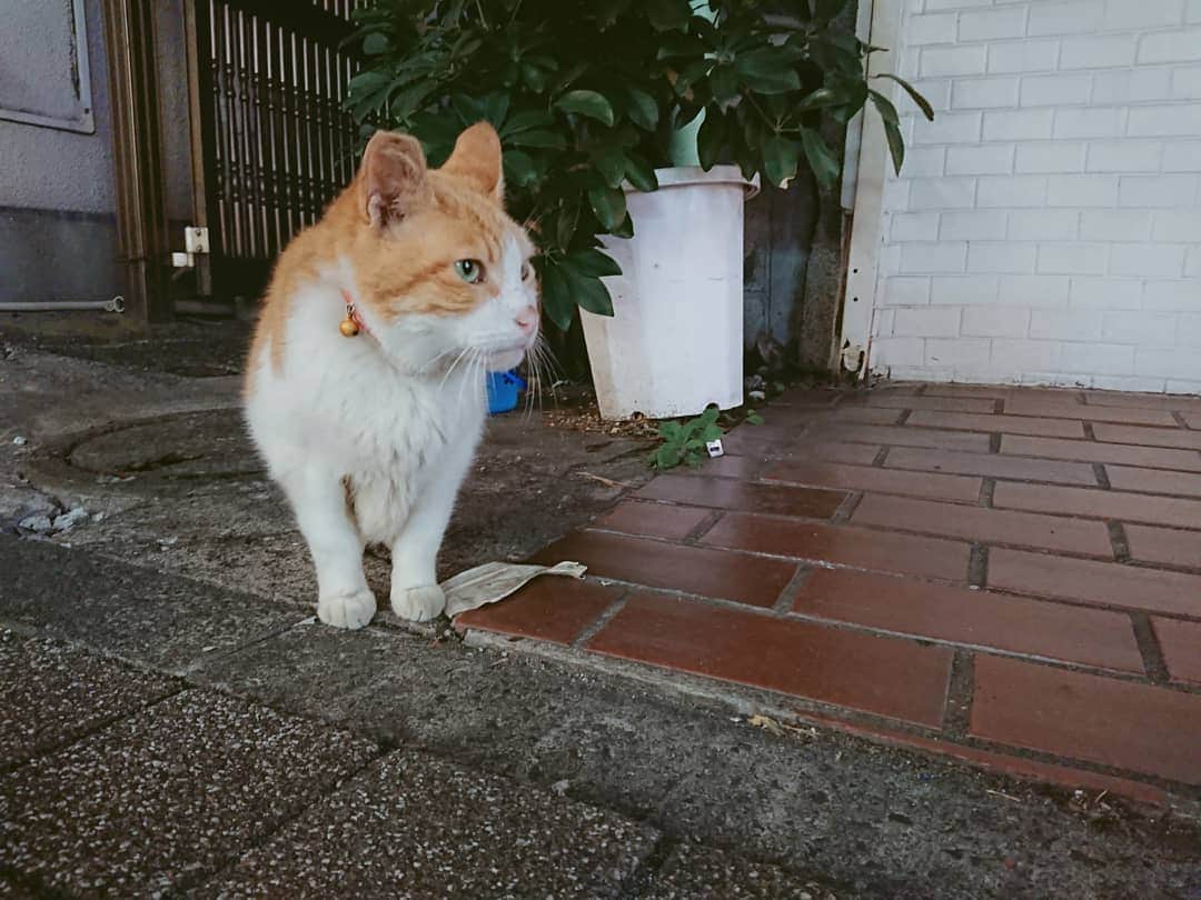 熊本アイさんのインスタグラム写真 - (熊本アイInstagram)「(*ΦωΦ*)  #cat #catsofinstagram #ねこ #ねこ部 #yokohama #横浜 #中華街」11月12日 15時50分 - eye.1010