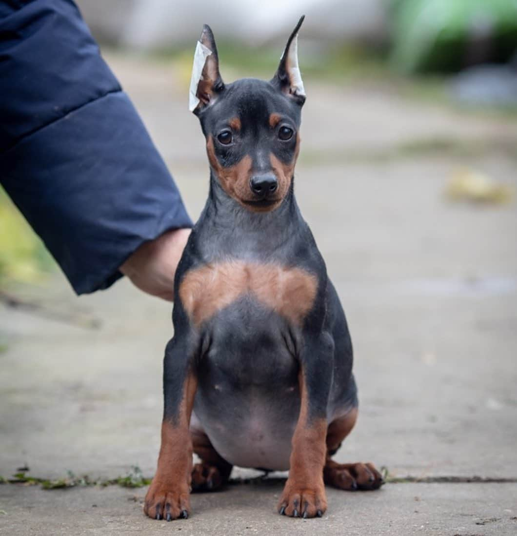 Puppy For Sale.さんのインスタグラム写真 - (Puppy For Sale.Instagram)「Шикарная девочка цвергпинчера черно подпалого окраса🥰👍 ⠀ На данный момент ушки и хвостик купированы 😊❤️ ⠀ Породная, стильная; с хорошим костяком и отличной анатомией👍 ⠀ У малышки прекрасный характер: контактная, весёлая, активная, заводная🥰 ⠀ Больше информации и фото в Директ или Вотсапп ⠀ ___ ⠀ Следите за нашими обновлениями и подписывайтесь👇 @artsimpatiya ⠀ Больше информации, фото и видео: Директ, на личном сайте питомника Арт Симпатия: www.artsimpatiya.ru ⠀ #zwergpinscher #zwergpinscherlove #zwergpinschersofinstagram #zwergpin #zwergpinscherlove😍 #zwergpincherartsimpatiya #zwergpinscherpuppy #puppyzwergschnauzer #карликовыйпинер #миниатюрныйпинчер #минипинчер #минипинчер🐕🐾 #щенокцверга #щенокцвергпинчера #цвергпинчеры #цвергпинчерщенки #пинчер #цвергпинчер #цвергпинчеры」11月13日 1時23分 - artsimpatiya