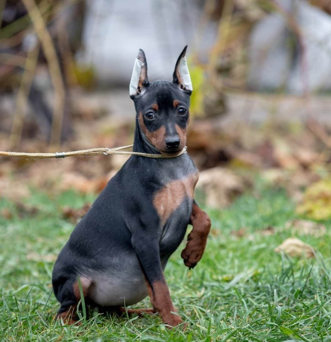 Puppy For Sale.さんのインスタグラム写真 - (Puppy For Sale.Instagram)「Шикарная девочка цвергпинчера черно подпалого окраса🥰👍 ⠀ На данный момент ушки и хвостик купированы 😊❤️ ⠀ Породная, стильная; с хорошим костяком и отличной анатомией👍 ⠀ У малышки прекрасный характер: контактная, весёлая, активная, заводная🥰 ⠀ Больше информации и фото в Директ или Вотсапп ⠀ ___ ⠀ Следите за нашими обновлениями и подписывайтесь👇 @artsimpatiya ⠀ Больше информации, фото и видео: Директ, на личном сайте питомника Арт Симпатия: www.artsimpatiya.ru ⠀ #zwergpinscher #zwergpinscherlove #zwergpinschersofinstagram #zwergpin #zwergpinscherlove😍 #zwergpincherartsimpatiya #zwergpinscherpuppy #puppyzwergschnauzer #карликовыйпинер #миниатюрныйпинчер #минипинчер #минипинчер🐕🐾 #щенокцверга #щенокцвергпинчера #цвергпинчеры #цвергпинчерщенки #пинчер #цвергпинчер #цвергпинчеры」11月13日 1時23分 - artsimpatiya