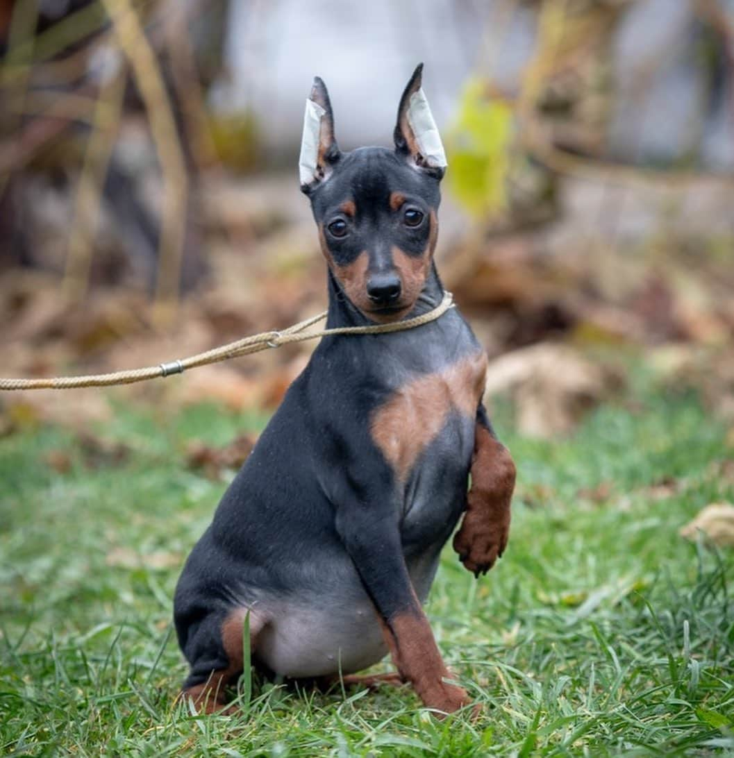 Puppy For Sale.さんのインスタグラム写真 - (Puppy For Sale.Instagram)「Шикарная девочка цвергпинчера черно подпалого окраса🥰👍 ⠀ На данный момент ушки и хвостик купированы 😊❤️ ⠀ Породная, стильная; с хорошим костяком и отличной анатомией👍 ⠀ У малышки прекрасный характер: контактная, весёлая, активная, заводная🥰 ⠀ Больше информации и фото в Директ или Вотсапп ⠀ ___ ⠀ Следите за нашими обновлениями и подписывайтесь👇 @artsimpatiya ⠀ Больше информации, фото и видео: Директ, на личном сайте питомника Арт Симпатия: www.artsimpatiya.ru ⠀ #zwergpinscher #zwergpinscherlove #zwergpinschersofinstagram #zwergpin #zwergpinscherlove😍 #zwergpincherartsimpatiya #zwergpinscherpuppy #puppyzwergschnauzer #карликовыйпинер #миниатюрныйпинчер #минипинчер #минипинчер🐕🐾 #щенокцверга #щенокцвергпинчера #цвергпинчеры #цвергпинчерщенки #пинчер #цвергпинчер #цвергпинчеры」11月13日 1時23分 - artsimpatiya