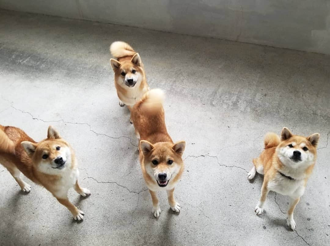 柴犬たま Shibainu Tamaのインスタグラム