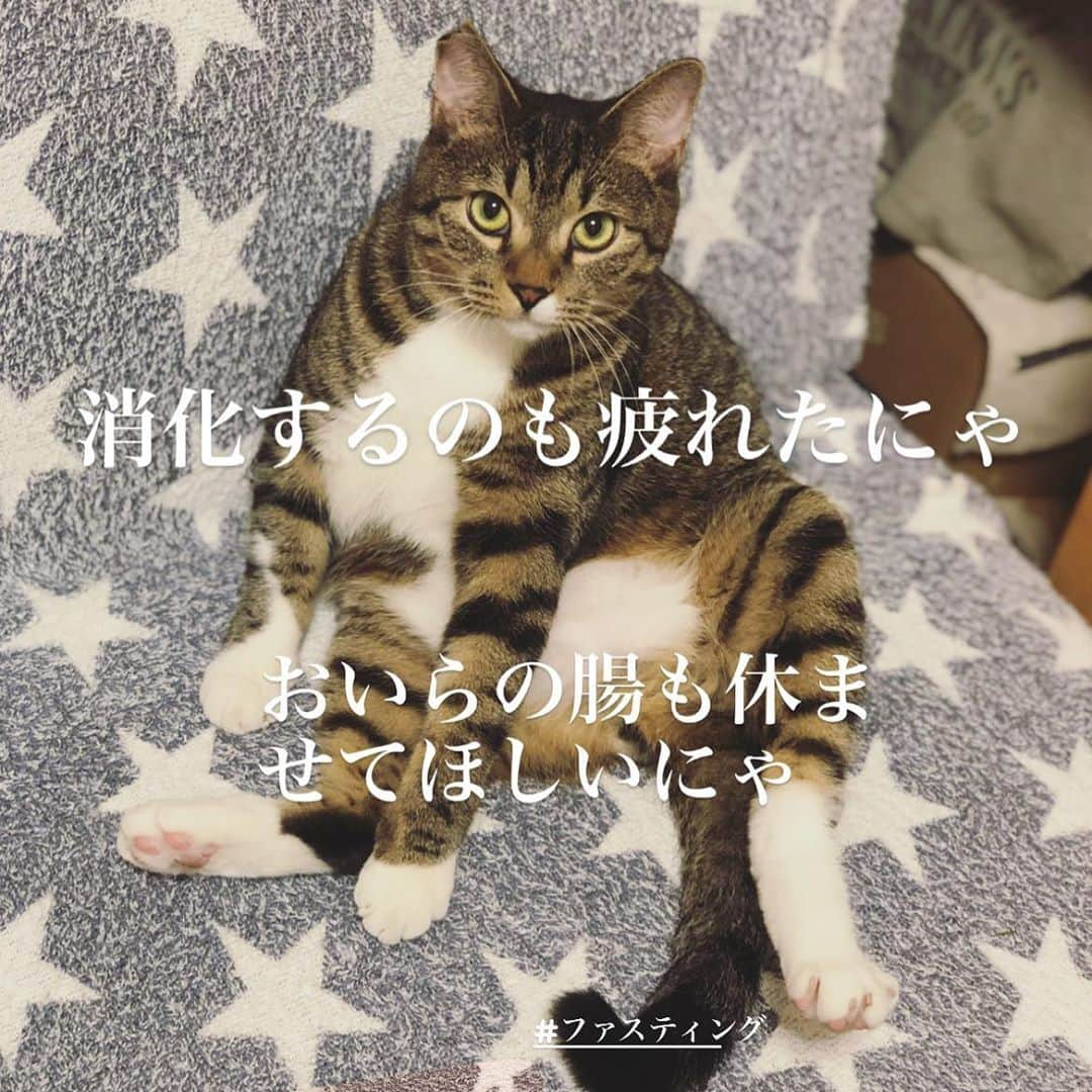 ブランシュール銀座店さんのインスタグラム写真 - (ブランシュール銀座店Instagram)「愛猫のこむぎ君はお腹がぽっこりです。最近ヘルシーフードに替えました。 お腹少しへこみました。 一緒に腸内環境整えます。  #ファスティング#腸内環境改善 #食育 #痩身エステ#ダイエット #ハイパーナイフ#ハイパーウェーブ #エステプロラボ正規取扱店  #医療提携サロン」11月12日 17時48分 - blancheur.ginza