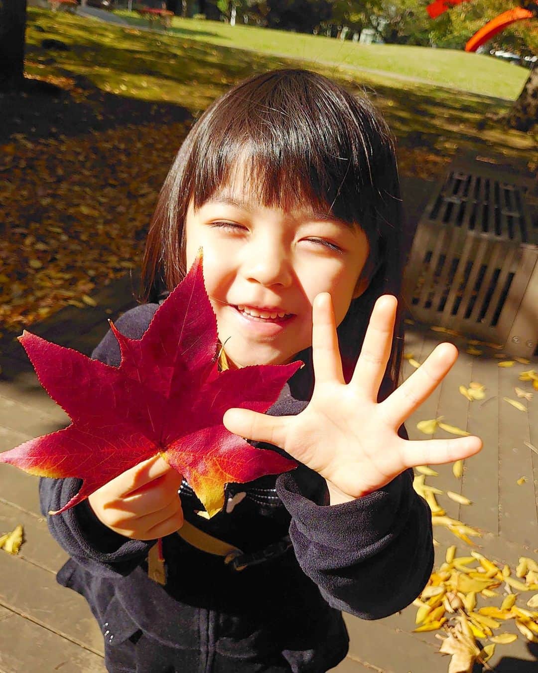 加藤柚凪さんのインスタグラム写真 - (加藤柚凪Instagram)「撮影に行く途中で、とってもきれいな赤い葉っぱ🍁み〜つけた😃🎶真っ赤でツヤツヤ😍✨ゆずの手より大きかったよ‼️🤣赤や黄色の葉っぱがあって楽しいなぁ🥰  #紅葉 #これって #もみじ …？ #加藤柚凪   @yuzuna_kato」11月12日 17時50分 - yuzuna_nagase