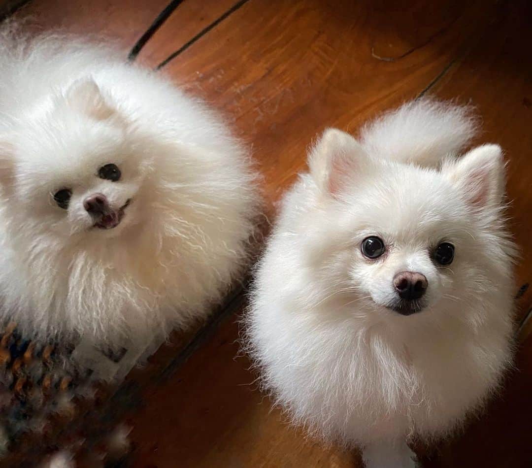 のインスタグラム：「Treats please!🐶🐾❤️🍗🥨🍪 #dogsofinstagram #petsofinstagram #puppiesofinstagram #weeklyfluff #fluffy #pomeraniansofinstagram」