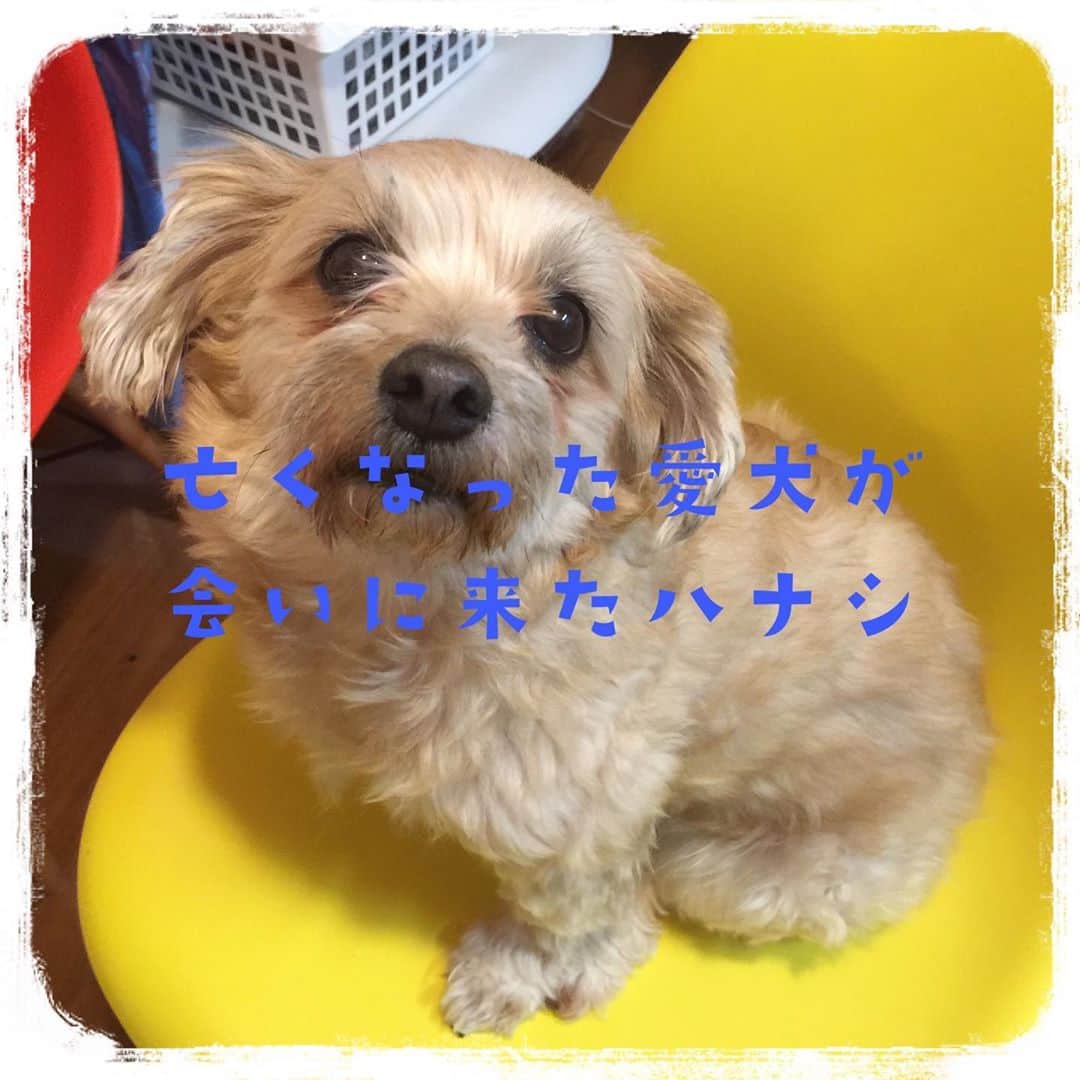 心幸 -Miyuki-のインスタグラム：「. . 2月に亡くなった、愛犬🐶 3姉妹で逢いに来てくれました。 . 旦那と話したようです😁 Miyukiと末娘をお願い！と伝えられた様子。 . みかん、ありがとう😊 ぱいんにちぇりーもありがとう😘 . . #愛犬 #逢いに来てくれた  #嬉しい #ありがとう #🐶」