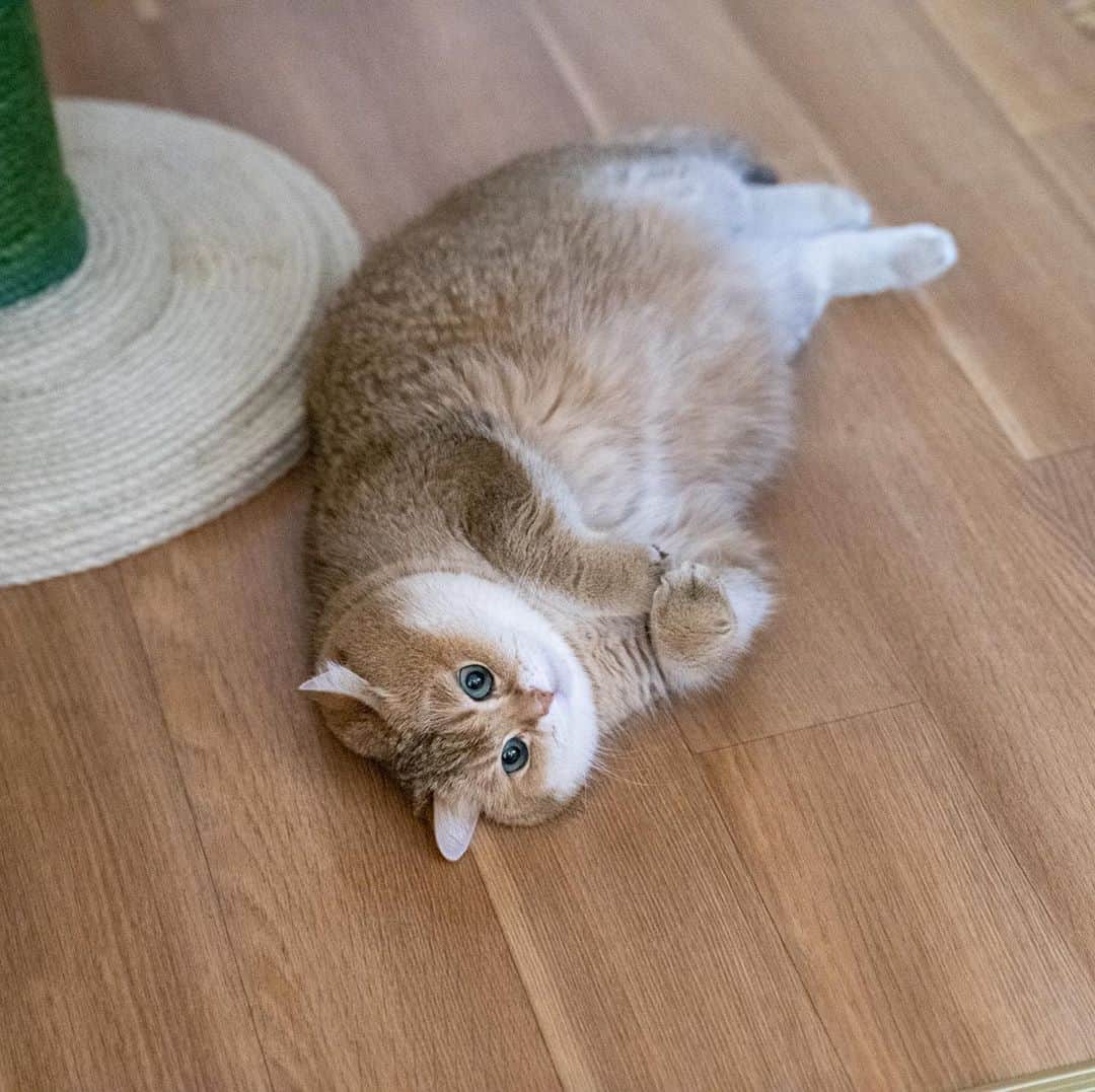Hosicoさんのインスタグラム写真 - (HosicoInstagram)「They understand me without words 😶」11月12日 18時26分 - hosico_cat