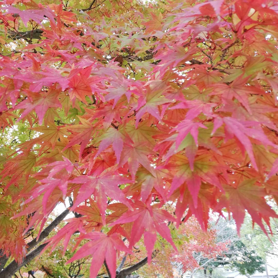 佐藤裕二さんのインスタグラム写真 - (佐藤裕二Instagram)「名古屋市内も、だいぶ色づいてきましたね。 出勤途中に通る公園のカエデです。 朝から穏やかになれる。  明日も素敵な一日になりますように🍁  #紅葉 #紅葉狩り #カエデ #モミジ #名古屋の紅葉 #メーテレ #アップ #佐藤裕二 #自撮りおじさん」11月12日 18時26分 - karaage_satou