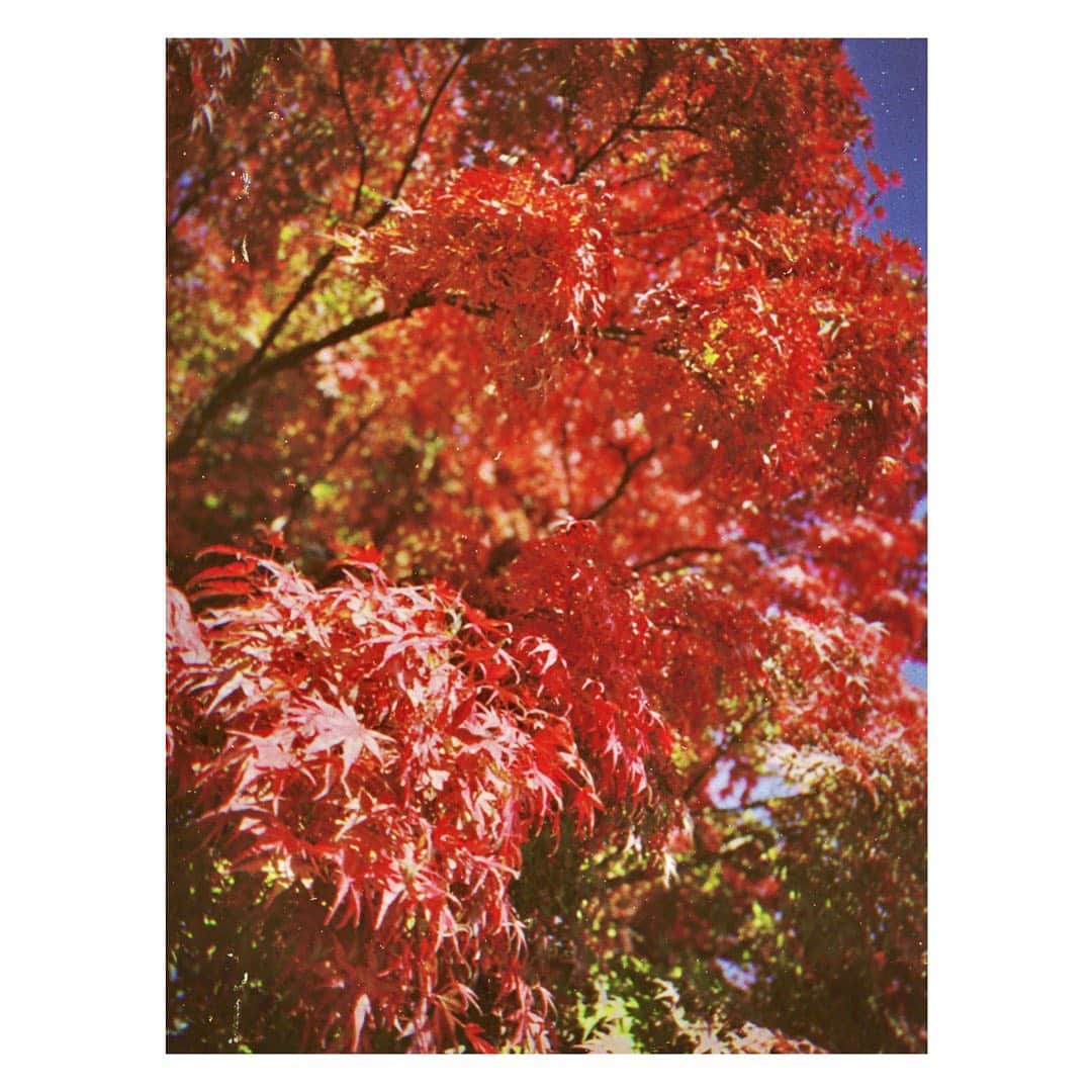 竹田有美香さんのインスタグラム写真 - (竹田有美香Instagram)「#紅葉﻿ ﻿ #フィルムカメラ#写ルンです」11月12日 18時28分 - takedayumika