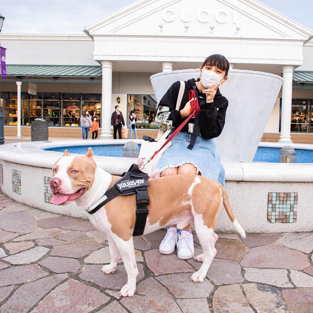 りくさんのインスタグラム写真 - (りくInstagram)「ロッキーとラブラブデート🥰💕凄く楽しかったです✨　#デート #犬 #ラブラブ #カップル #可愛い #ペット #アメリカンピットブルテリア #ピットブル #americanpitbullterrier #americanpitbull #pitbulllove #pitbull #pitbullterrier #dog #shopping」11月12日 18時31分 - riku_chan.rocky