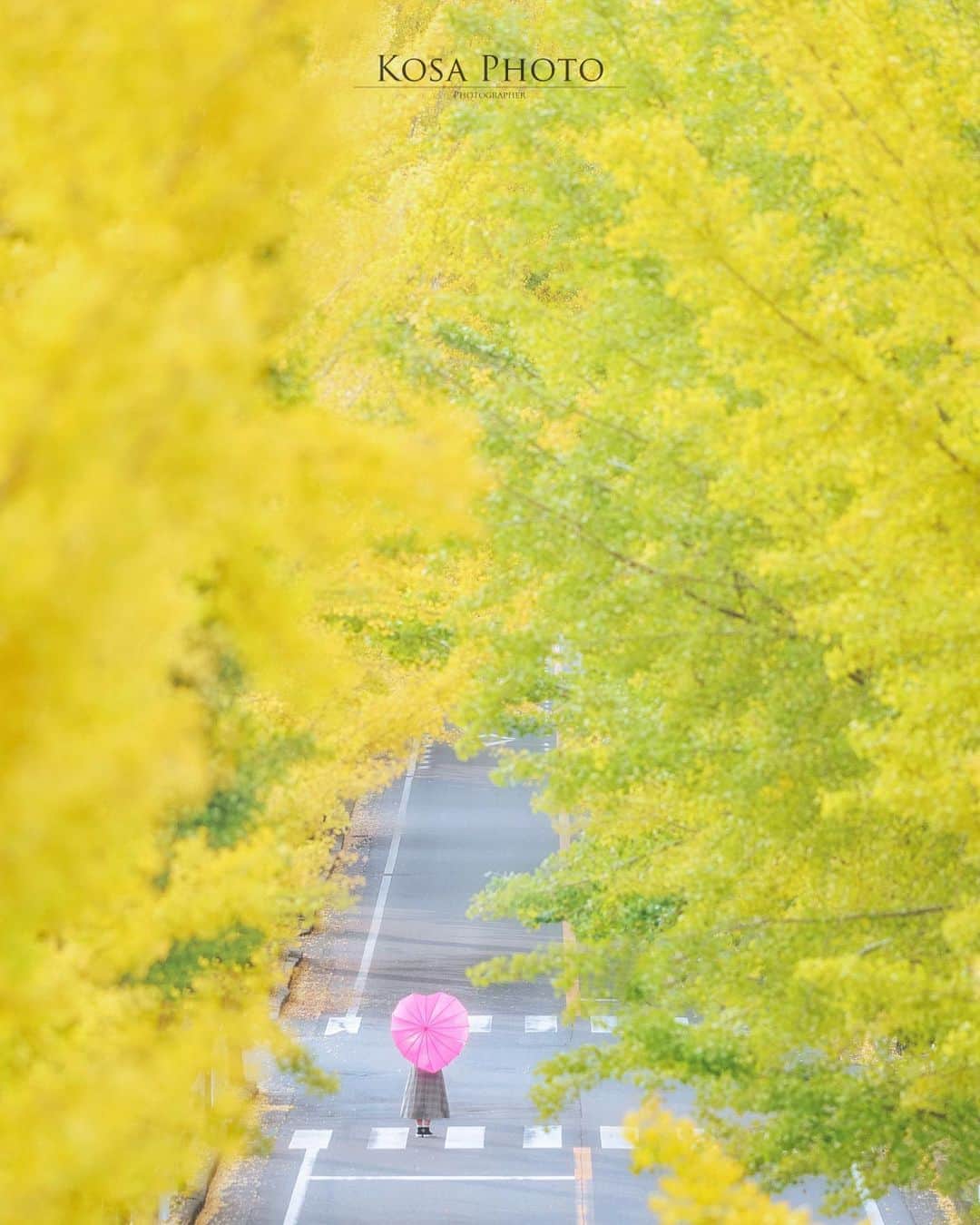 コサさんのインスタグラム写真 - (コサInstagram)「Yellow World  天理の銀杏並木は見頃を迎えていました😆 . Location:奈良 Nara / Japan🇯🇵 Date:2020年11月 . #jalan_kouyou2020 #天理 #銀杏 #ポトレ撮影隊 #i_c_part #screen_archive #good_portraits_world #HUEART_life #as_archive #jp_portrait部 #jp_mood #reco_ig #season_girls_collection #わたしは奈良派 #Japan_Daytime_View #sorakataphoto #special_spot_legend #nipponpic_member #LBJ_Legend #広がり同盟メンバー #art_of_japan_ #tokyocameraclub #dpj_member #team_jp_ #IG_PHOS #photo_jpn #ptk_japan #pt_life_ #bestjapanpics #Lovers_Nippon」11月12日 18時50分 - kosa_photo