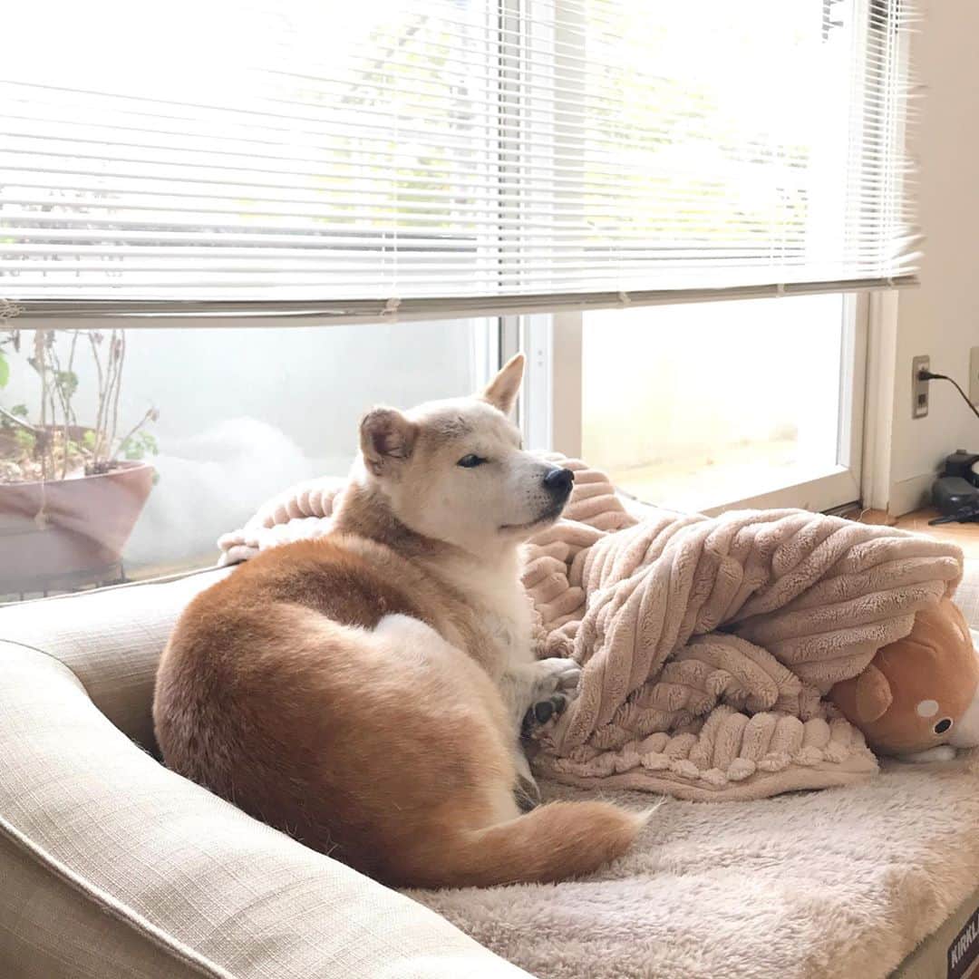 柴犬リリコのインスタグラム：「この1週間でモフ毛が一気に増えてふわもこになってきた🥰」