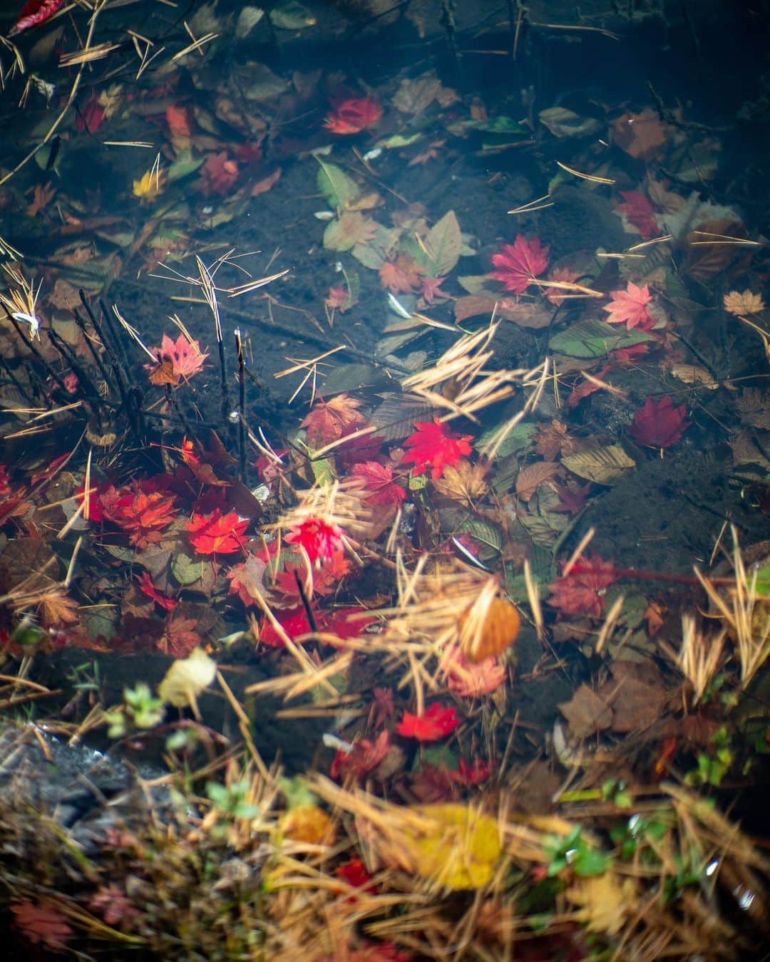 haru wagnusさんのインスタグラム写真 - (haru wagnusInstagram)「毘沙門沼(Bishamon Numa) ㅤㅤㅤㅤㅤㅤㅤㅤㅤㅤㅤㅤㅤ ㅤㅤㅤㅤㅤㅤㅤㅤㅤㅤㅤㅤㅤ  先週、車を走らせて福島の五色沼湖沼群に一人旅をしてきました。 紅葉真っ盛り🍁 ここは沼群の中でも一番有名な、毘沙門沼。水の透明度が非常に高くて、色は緑色で非常に美しい景色に感動。 ㅤㅤㅤㅤㅤㅤㅤㅤㅤㅤㅤㅤㅤ 五色沼は名前の通り、５色の沼があると言われる沼の群生地で、他にも青や瑠璃色や赤い雰囲気の沼などがあります。 ㅤㅤㅤㅤㅤㅤㅤㅤㅤㅤㅤㅤㅤ またちょこちょこと五色沼で撮った写真を投稿しますね🍁 ㅤㅤㅤㅤㅤㅤㅤㅤㅤㅤㅤㅤㅤ #五色沼  #五色沼湖沼群」11月12日 18時45分 - wagnus