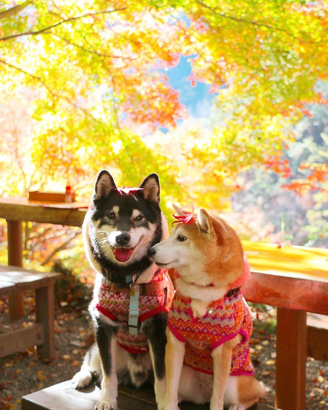 柴犬 けんしろう ゆりあのインスタグラム：「🐶🍁🐶  けんゆり検定、いきなりの2級は 難しかったようですね😆  でも1発合格の方いましたよ〜💮💯🎊  立ち位置が違うという回答も なるほどと思いました💡 ほとんどがこのphotoのように 向かって左がけんちゃん右がゆりあですもんね☺️  では、今夜はけんゆり検定5級の 超やさしい問題です‼️  けんゆりは何県に住んでるでしょう？  Location: Yamanashi (けんゆりおもひで秋photo🍁より) @beautypro_contest #ビューティープロコンテスト」