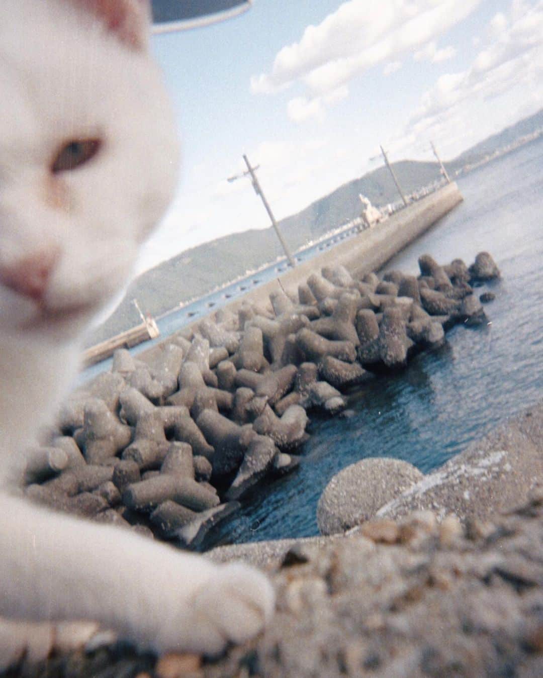 シオのインスタグラム：「* * 明日は金曜日です。 繰り返します。 明日は金曜日です！ 頑張りましょう！」