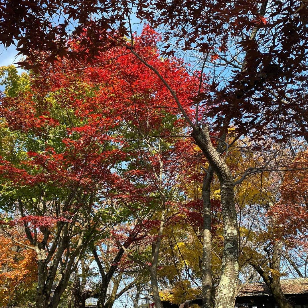 尾崎里紗さんのインスタグラム写真 - (尾崎里紗Instagram)「高尾山登山、 奥高尾編放送されました🍁  登山中に食べた天狗焼もお団子もすごくすごく美味しかったんですが、奥高尾の絶景をみながら食べたお手製おにぎりはまた特別🍙✨  リュックに忍ばせておいたチーズかまぼこも活躍してよかったよかった🥺笑 . #バゲット　#高尾山　#奥高尾 #エネルギー切れを恐れてあらゆるお菓子を準備していたけど　#1番助けてくれたちーかま　#ありがとう🙏 #張り切りすぎておにぎりが大きくなった　#山あるある（のはず😂）」11月12日 19時02分 - ozaki.risa