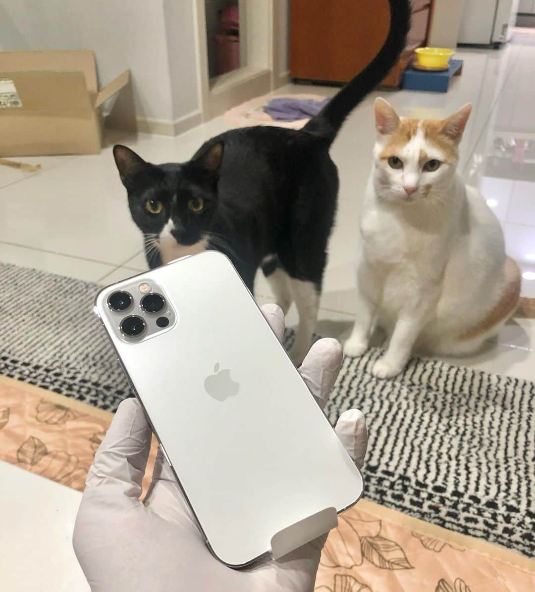 チェ・チャンヨプのインスタグラム：「너희가 보기에도 내가 이상하니 #iphone12pro #진리의silver #🐱」