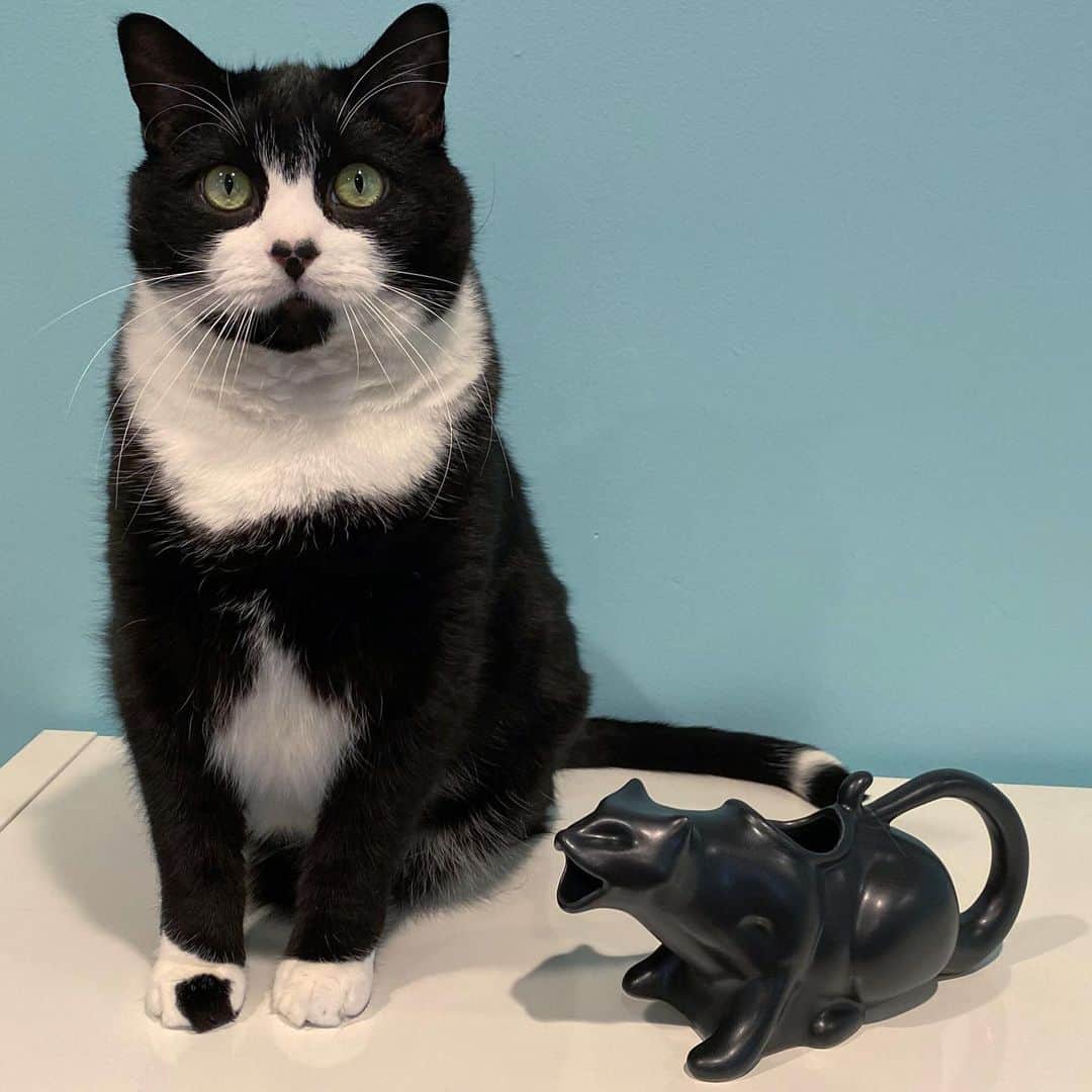 Tuxedo Cat Brosのインスタグラム：「#ad  You know what could add a touch of elegance to your Thanksgiving spread this year? A porcelain #pukingkittygravyboat! Show 2020 how you really feel about how this year has gone. Head on over to gravyseason.com to adopt yours today and use our promo code TUXEDOTRIO to get 10% off your order! Puking Kitties come in black, white, and classic blue.」