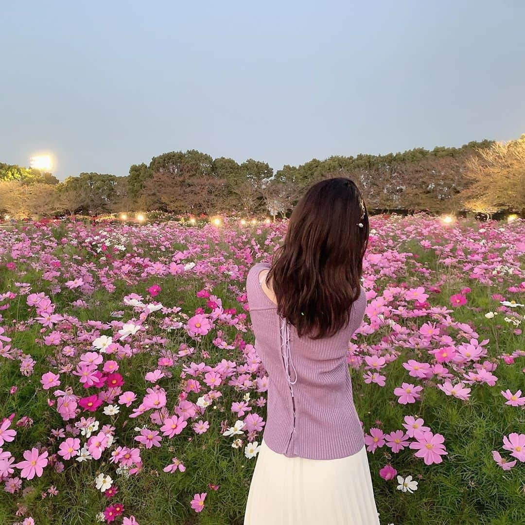 星野麻里愛さんのインスタグラム写真 - (星野麻里愛Instagram)「コスモスが綺麗でした。🌺  #なばなの里#コスモス畑 #なばなのさと#なばな #コスモス#お花畑」11月12日 19時24分 - maria.pink28