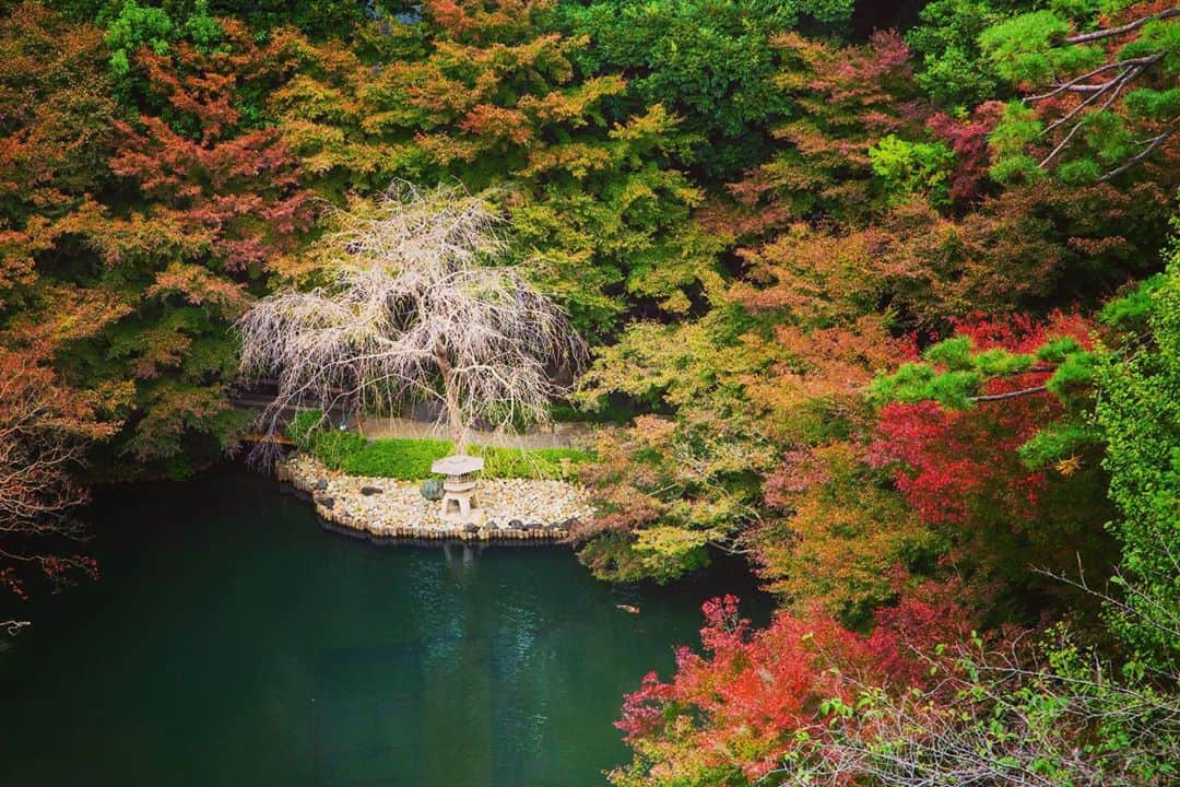 八芳園さんのインスタグラム写真 - (八芳園Instagram)「ここ数日の冷え込みとともに、八芳園の木々も本格的に色づいてまいりました🍁 . 冬に向けて葉を落とした 百日紅の枝の白。 . 色づきはじめた葉の下を 悠々と泳ぐ錦鯉の 艶やかな朱。 . 燃えるように赤くなる紅葉や、 若々しい緑を保つ松。 . 色づく主役たちの影で、 ひっそりと色を落とす木々。 . 様々な色が混ざり合って、 一瞬たりとも同じ顔を見せない 日本庭園の芸術が成り立ちます。 . 移り変わる季節の色を探しに、 八芳園へ、 ぜひお越しくださいませ。 . . #八芳園 #結婚式場 . #日本庭園 #自然 #紅葉 #紅葉スポット #紅葉ライトアップ #秋　#風景写真 #港区 #紅葉狩り  . #東京観光  #東京カメラ部  #自然が好き #庭好き　#写真好き  #写真好きな人と繋がりたい  #カメラ好きな人と繋がりたい  #風景写真を撮るのが好きな人と繋がりたい  #その瞬間に物語を  . #和装結婚式 #プレ花嫁 #式場探し #プレ花嫁さんと繋がりたい . #japanesegarden  #tokyotrip  #forbestravelguide #photostagram  #tokyotokyo  #tokyotodo」11月12日 19時29分 - happoen