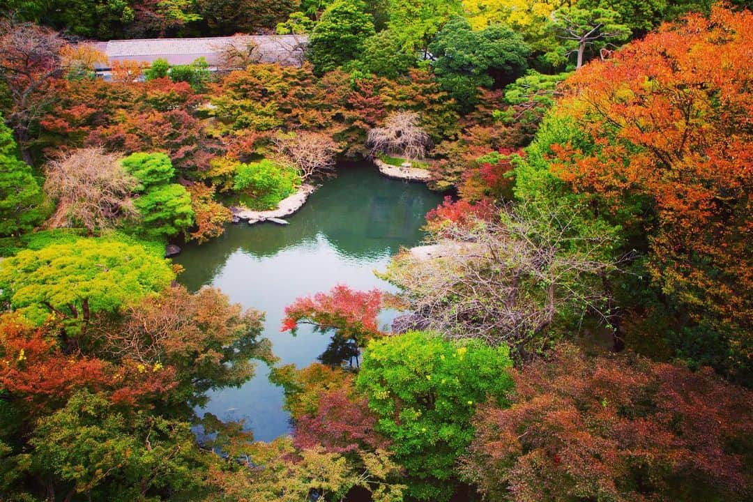 八芳園さんのインスタグラム写真 - (八芳園Instagram)「ここ数日の冷え込みとともに、八芳園の木々も本格的に色づいてまいりました🍁 . 冬に向けて葉を落とした 百日紅の枝の白。 . 色づきはじめた葉の下を 悠々と泳ぐ錦鯉の 艶やかな朱。 . 燃えるように赤くなる紅葉や、 若々しい緑を保つ松。 . 色づく主役たちの影で、 ひっそりと色を落とす木々。 . 様々な色が混ざり合って、 一瞬たりとも同じ顔を見せない 日本庭園の芸術が成り立ちます。 . 移り変わる季節の色を探しに、 八芳園へ、 ぜひお越しくださいませ。 . . #八芳園 #結婚式場 . #日本庭園 #自然 #紅葉 #紅葉スポット #紅葉ライトアップ #秋　#風景写真 #港区 #紅葉狩り  . #東京観光  #東京カメラ部  #自然が好き #庭好き　#写真好き  #写真好きな人と繋がりたい  #カメラ好きな人と繋がりたい  #風景写真を撮るのが好きな人と繋がりたい  #その瞬間に物語を  . #和装結婚式 #プレ花嫁 #式場探し #プレ花嫁さんと繋がりたい . #japanesegarden  #tokyotrip  #forbestravelguide #photostagram  #tokyotokyo  #tokyotodo」11月12日 19時29分 - happoen