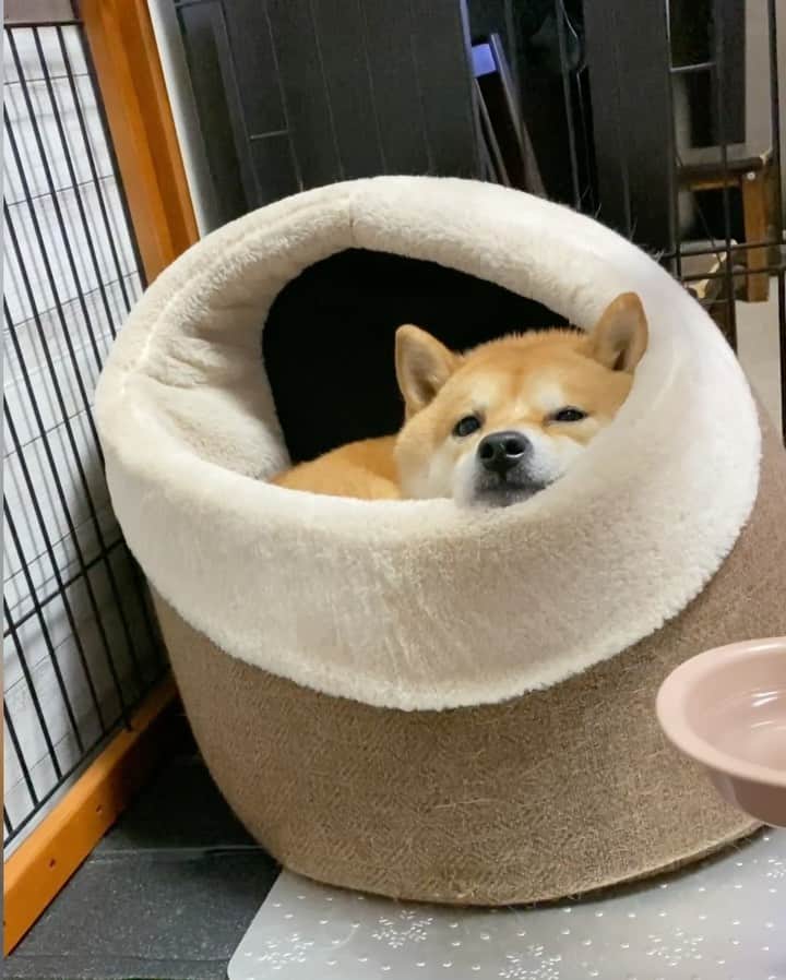 のインスタグラム：「ぬくぬくしている豆千代くん✨﻿ ﻿ #ツボる豆千代くん﻿ ﻿ ——————————————————— ﻿ #子犬　#puppy  #강아지　#小狗　#豆柴 #柴犬 #犬  #shiba  #shibainu #mameshiba #гөлөг #9gag  #9gagpets #barked  #癒し  #dog #pet  #多頭飼い　#白豆柴　#白柴  #イコール　#petstagram  #anicas  #サンデイ」