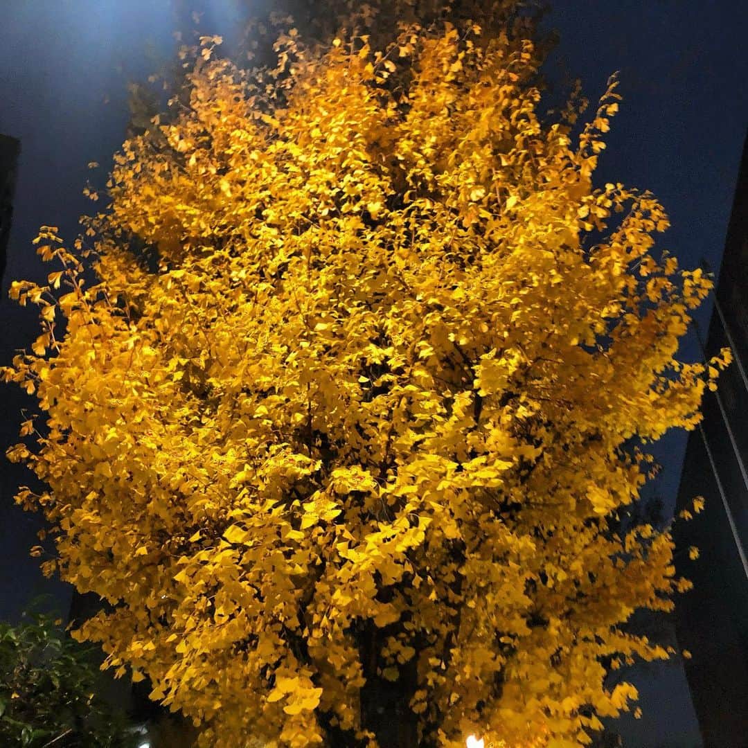 加藤美南のインスタグラム：「去年だけどすごく綺麗に撮れた一枚🍁🍂」