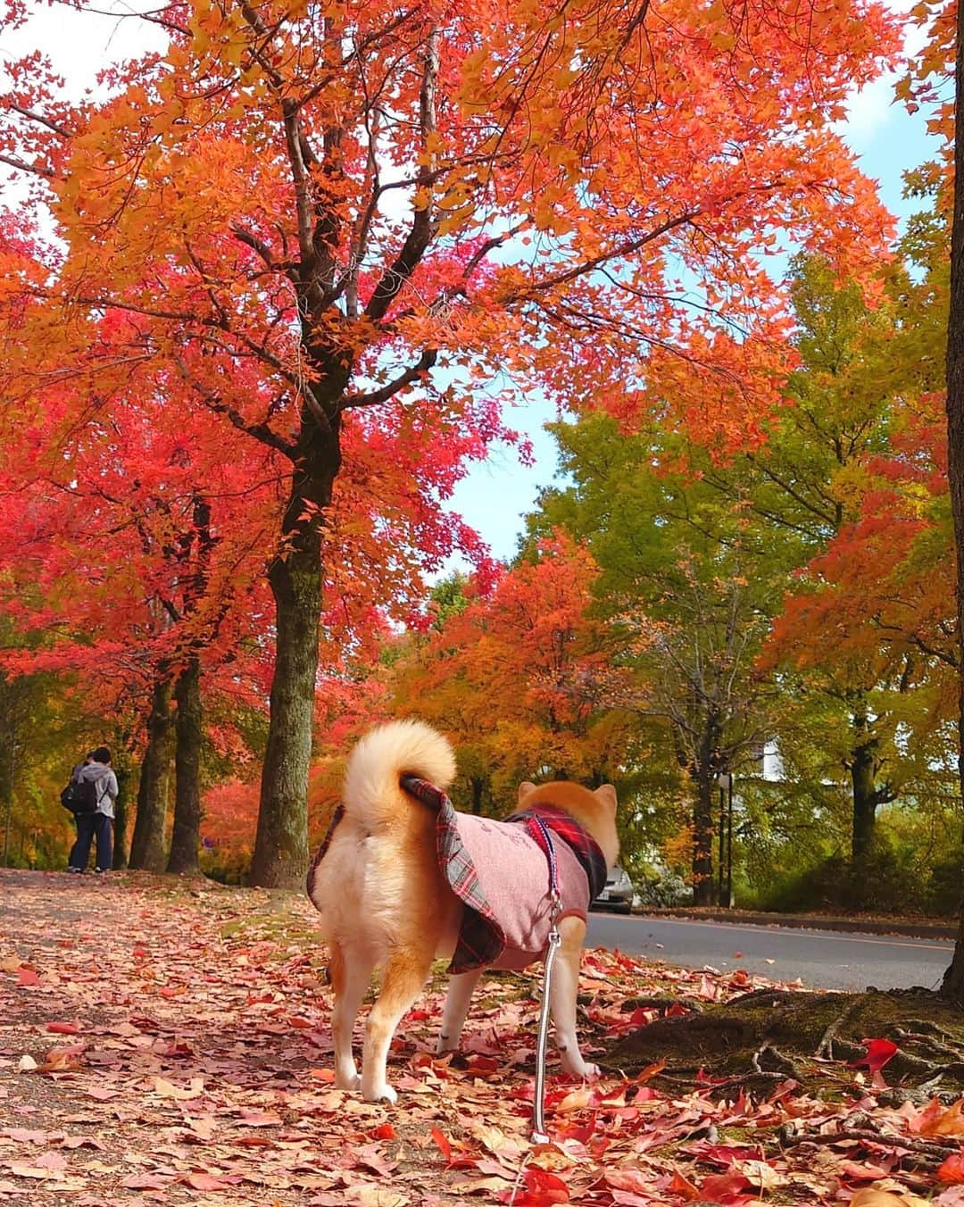 ちゃみさんのインスタグラム写真 - (ちゃみInstagram)「. 今日は紅葉散歩してきたよ🐶🍁 グラデーションがキレイでした✨ 見頃は来週らしく もっと真っ赤になるみたい😳 . 尻尾と後ろ姿もかわいかった🙈」11月12日 19時51分 - shiba_charmy