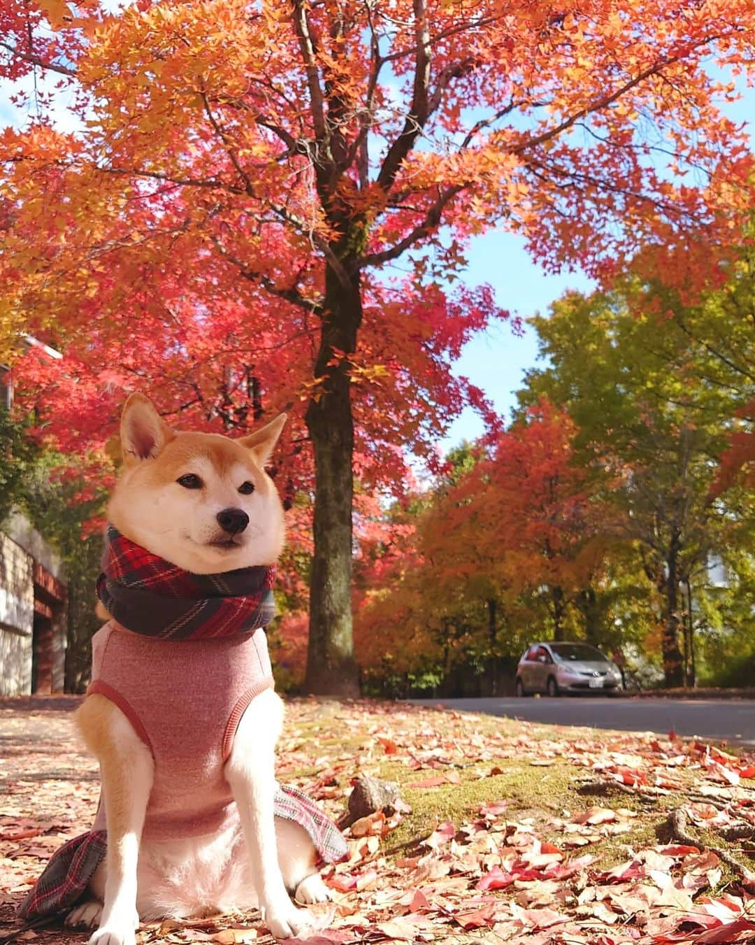 ちゃみさんのインスタグラム写真 - (ちゃみInstagram)「. 今日は紅葉散歩してきたよ🐶🍁 グラデーションがキレイでした✨ 見頃は来週らしく もっと真っ赤になるみたい😳 . 尻尾と後ろ姿もかわいかった🙈」11月12日 19時51分 - shiba_charmy