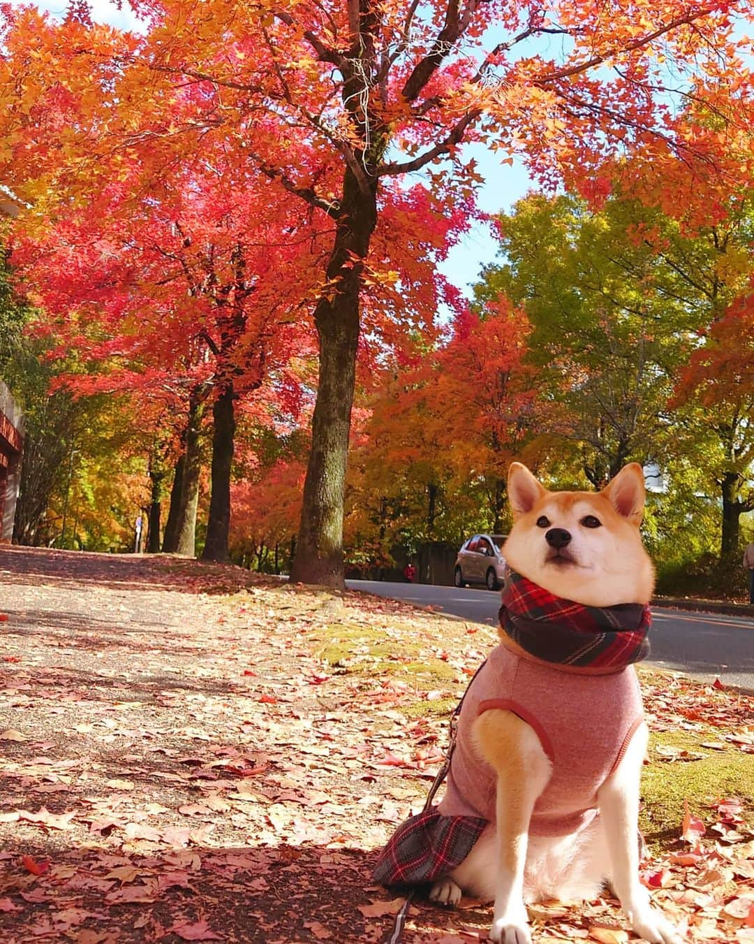 ちゃみさんのインスタグラム写真 - (ちゃみInstagram)「. 今日は紅葉散歩してきたよ🐶🍁 グラデーションがキレイでした✨ 見頃は来週らしく もっと真っ赤になるみたい😳 . 尻尾と後ろ姿もかわいかった🙈」11月12日 19時51分 - shiba_charmy