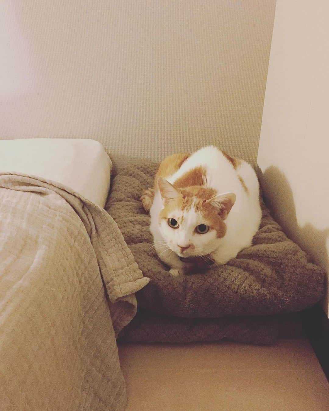 猫沢エミさんのインスタグラム写真 - (猫沢エミInstagram)「薄手の猫毛布を洗うまで畳んでベッド横に置いといた。たぶん、イオちゃんかユピ坊が座ってくれるんじゃないかと思って。  そしたらまんまと可愛子ちゃんが座った。  うしし🥰  #猫沢イオ」11月12日 19時47分 - necozawaemi