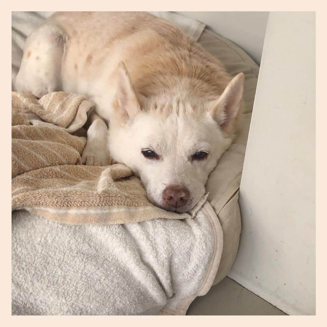 パンといっぴきのインスタグラム：「#元保護犬 #雑種犬 #crossbreed #mixdog #キップル14歳」