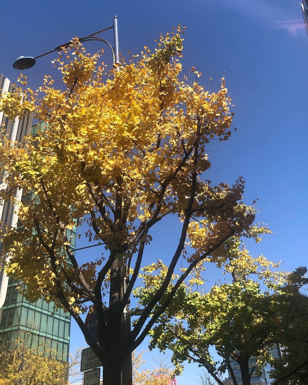 立花恵理さんのインスタグラム写真 - (立花恵理Instagram)「가을 참 이쁘다. beautiful season🍁」11月12日 20時18分 - tcbneri