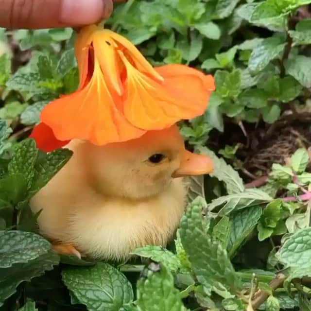 モンタナ・コックスのインスタグラム：「Helping through quarantine and very important @motherthemountain 🐣 👒 💐」