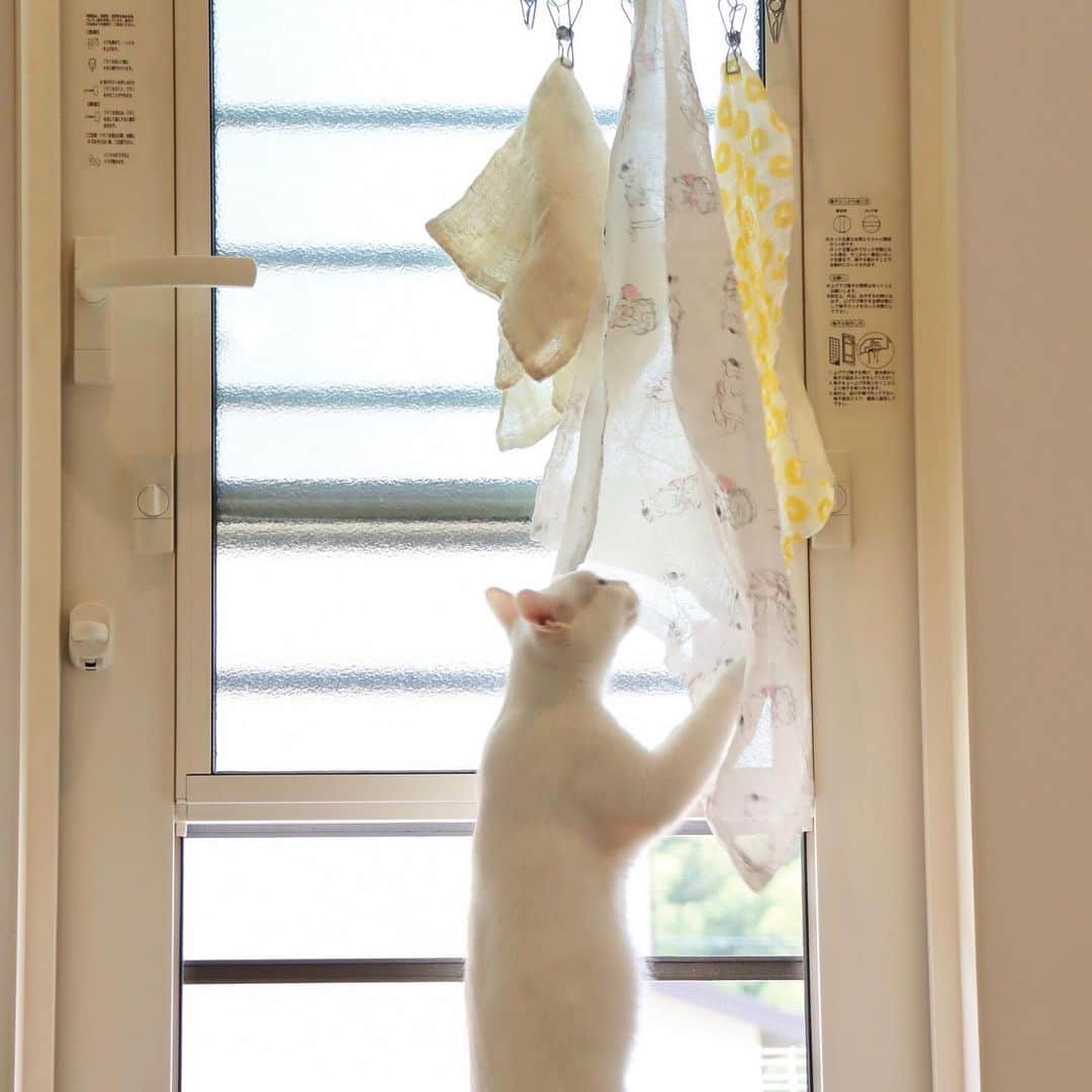 中川政七商店さんのインスタグラム写真 - (中川政七商店Instagram)「「猫の手も借りたい、そんな日々に。」﻿  ﻿ 家事の中で一番苦手なのが、食器洗い。﻿ そう思う人、きっとわたしだけではないはずです。﻿ どうすれば、前向きにできるのでしょうか。﻿  ﻿ 長年悩んで生み出された解決策は、なんとふきんでした。﻿ 中川政七商店に入社したことがきっかけで使いはじめた「かや織」のふきん。﻿  ﻿ 大判で柔らかくて、あっという間に乾く、使い勝手のいい存在。﻿ でもその機能性よりも、実はふきんの色柄こそ、台所仕事を楽しくする秘訣だとわたしは思うのです。﻿  ﻿ 季節の花が咲いたような柔らかい色。﻿ ご当地や楽しいモチーフが散りばめられた絵柄。﻿ 毎日景色の変わらない台所の空間で、色鮮やかなふきんが、心をなごませてくれ、ほんの少しテンションを上げてくれるような気がするのです。﻿  ﻿ この猫村さんの花ふきんも、台所仕事を幸せにしてくれる柄。﻿ ふきんを使って家じゅうをお手入れする猫村さんが所狭しと描かれ、眺めているだけで日々の家事を励ましてくれるようです。﻿  ﻿ ▶猫村さんの花ふきん／￥1,100﻿  ﻿ 🦌お買い物はプロフィールリンクまたは画像をタップ。@nakagawamasa7 ﻿ ﻿ #中川政七商店 #猫村さん #きょうの猫村さん #ほしよりこ #猫村商店 #グルーヴィジョンズ #ふきん #おうち #キッチン #キッチンツール #キッチングッズ #キッチンアイテム #dishtowel #蚊帳ふきん #布巾 #日々のくらし #casabrutus #カーサブルータス #カーサの猫村さん #猫好き #猫好きさんと繋がりたい #猫部 #猫大好き #ねこすきさんと繋がりたい #キッチン雑貨 #タオル #ふきん #蚊帳生地 #蚊帳生地ふきん #花ふきん #nakagawamasashichi」11月12日 20時28分 - nakagawamasa7