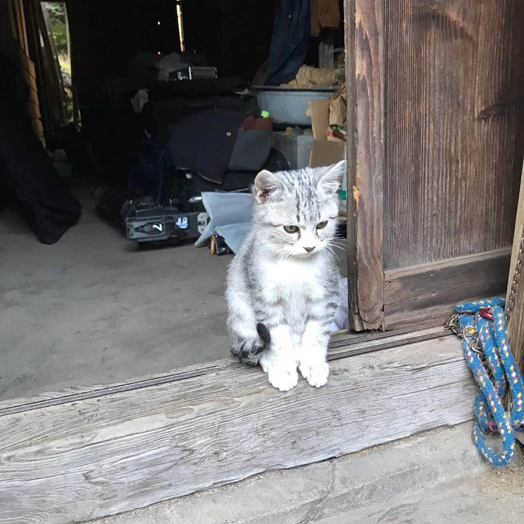田中卓志さんのインスタグラム写真 - (田中卓志Instagram)「広島ロケで、山奥の家に行ったら また猫に出会いました。 ちびっ子2匹！🐈🐈  #アンガールズ #猫 #cat #catstagram」11月12日 20時38分 - ungirls_tanaka