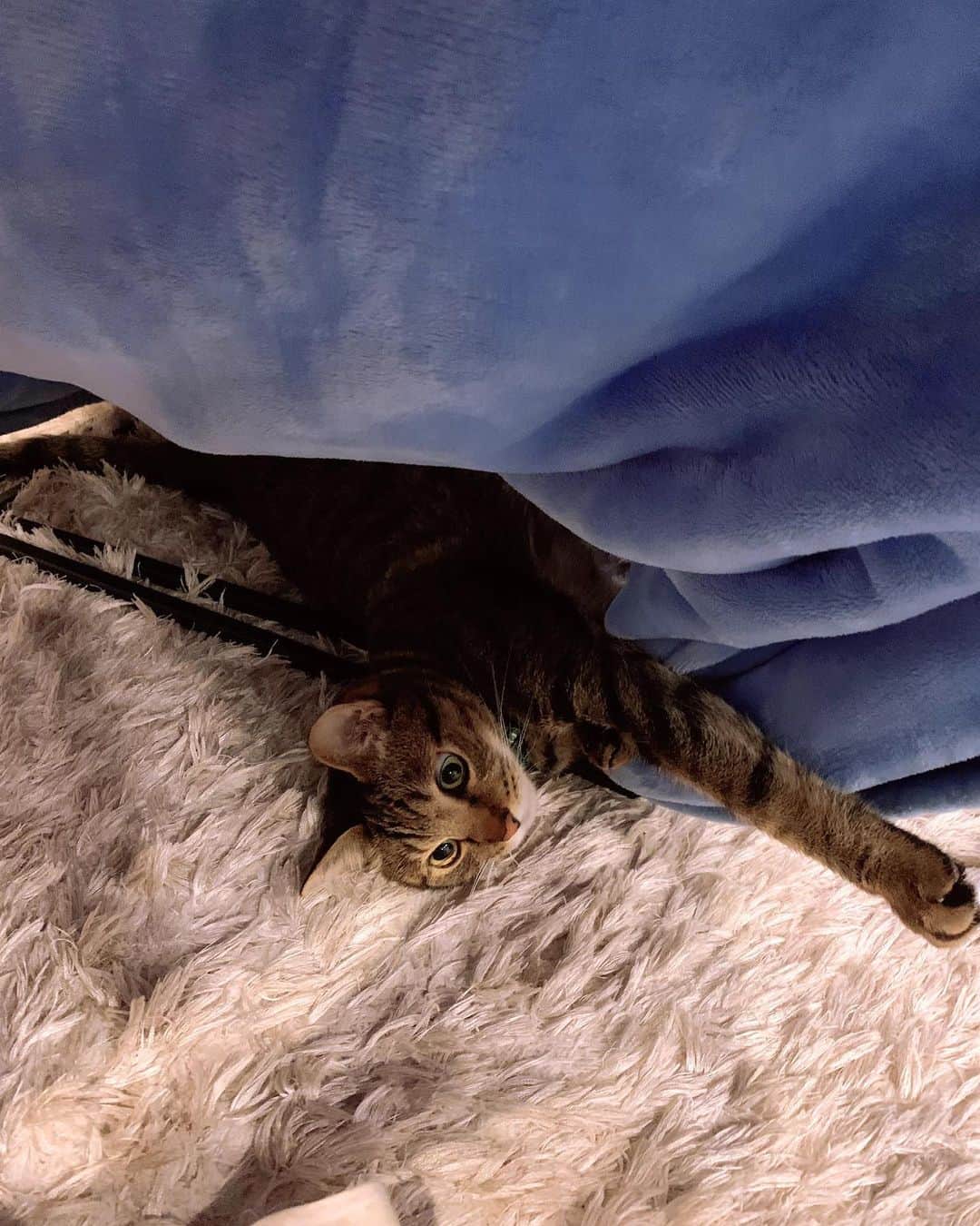 白井奈津さんのインスタグラム写真 - (白井奈津Instagram)「テーブルと毛布でこたつもどきを作ったら中から出てきたえんさん🍁  最近は床暖の上でツイストしたり 前足を上手に曲げたりしてます🐈  #猫　#えん　#♂ #にゃんすたぐらむ  #cat #catstagram」11月12日 20時41分 - shirai_natsu