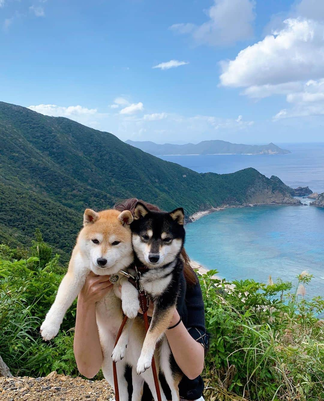 豆柴なつ&ふゆさんのインスタグラム写真 - (豆柴なつ&ふゆInstagram)「We go to Kakeroma Island😆🌟🌟 加計呂麻島に行きました😆🌟 徳浜とタカテルポイントと於斉のガジュマル😊💕   #加計呂麻島　#徳浜　#タカテルポイント #於斉のガジュマル #trip #犬連れ旅行　#ワンコと旅行  #旅行#dogstagram  #thedailyshibainu #シバフル  #shibamania  #柴犬ライフ#pecoいぬ部 #shiba_snap  #instashiba #柴犬#shiba #shibainu #shibastagram #いぬすたぐらむ #pecoいぬ部 #犬バカ部 #shibainumag_feature #instafollow #dogoftheday  #🐕📷 #theshibasociety  #柴#proudshibas  #柴犬マニア」11月12日 20時53分 - mameshiba.natsuinu56